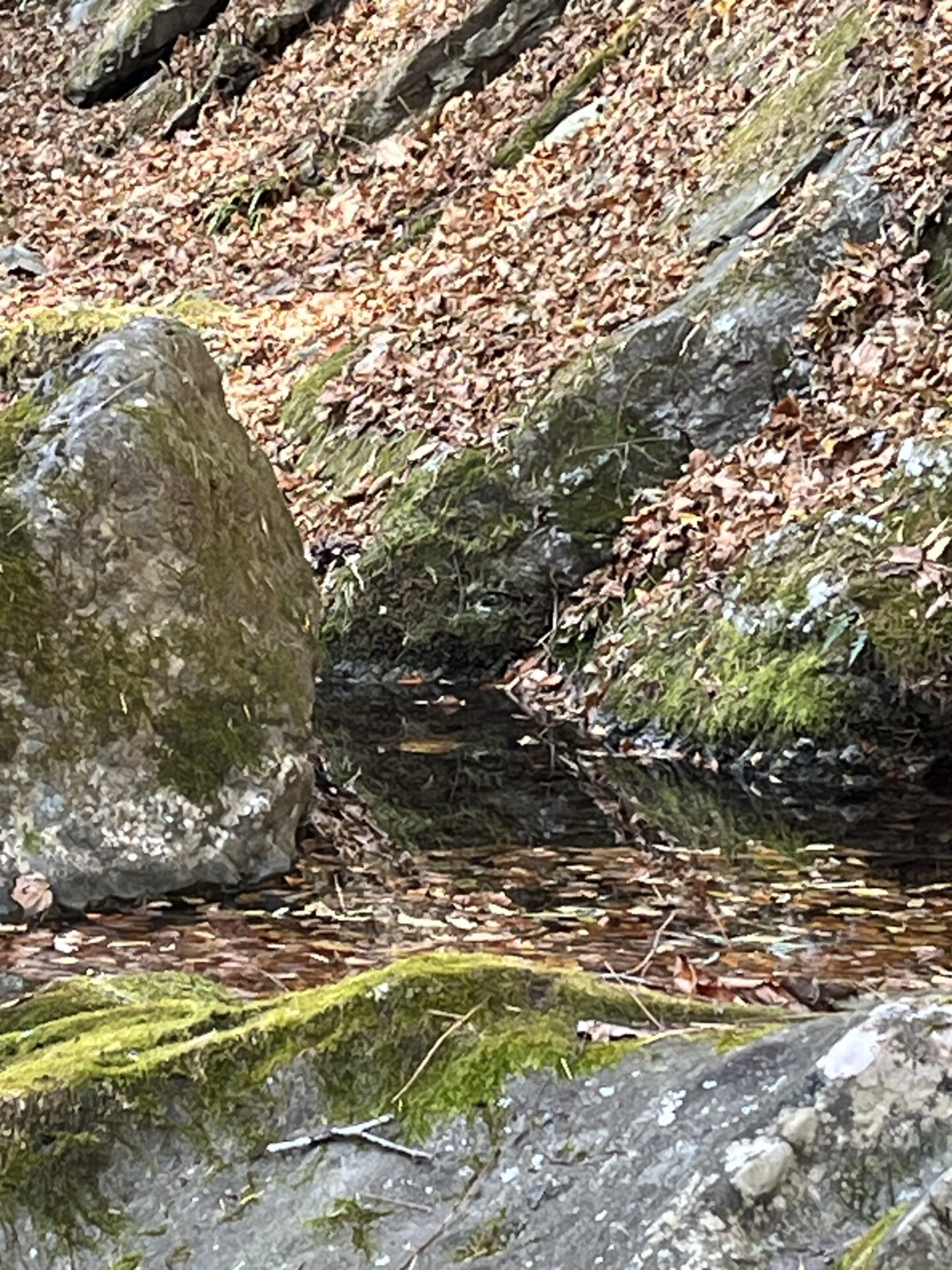 【山女魚の隠れ家。岩魚の隠れ家。】
赤久縄
2025.11.26(7)
山女魚
ポイント