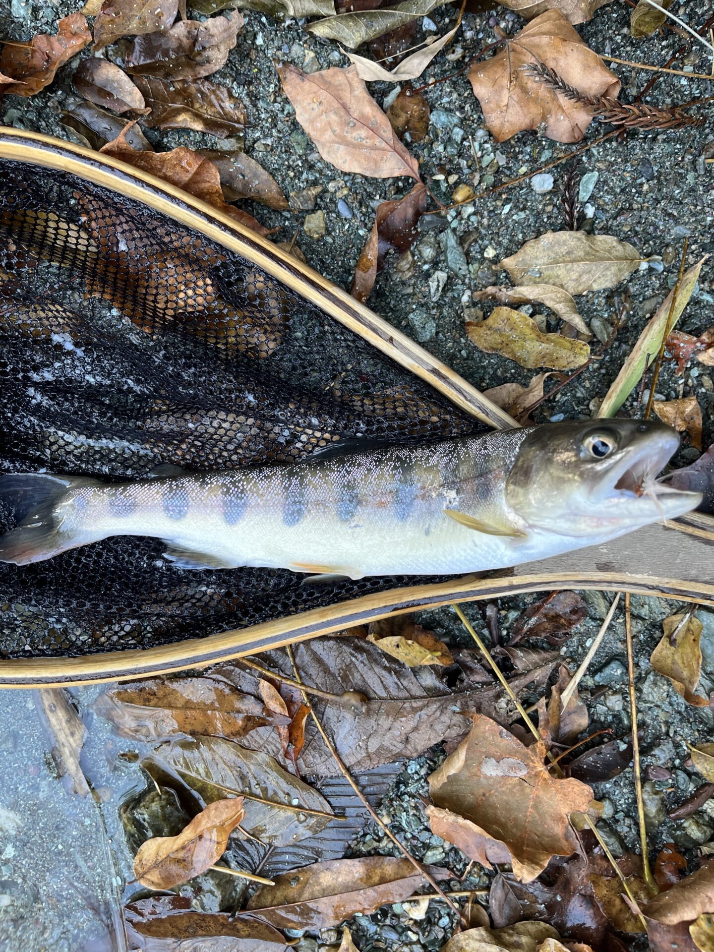 【山女魚の隠れ家。岩魚の隠れ家。】
赤久縄
2025.11.26(8)
山女魚