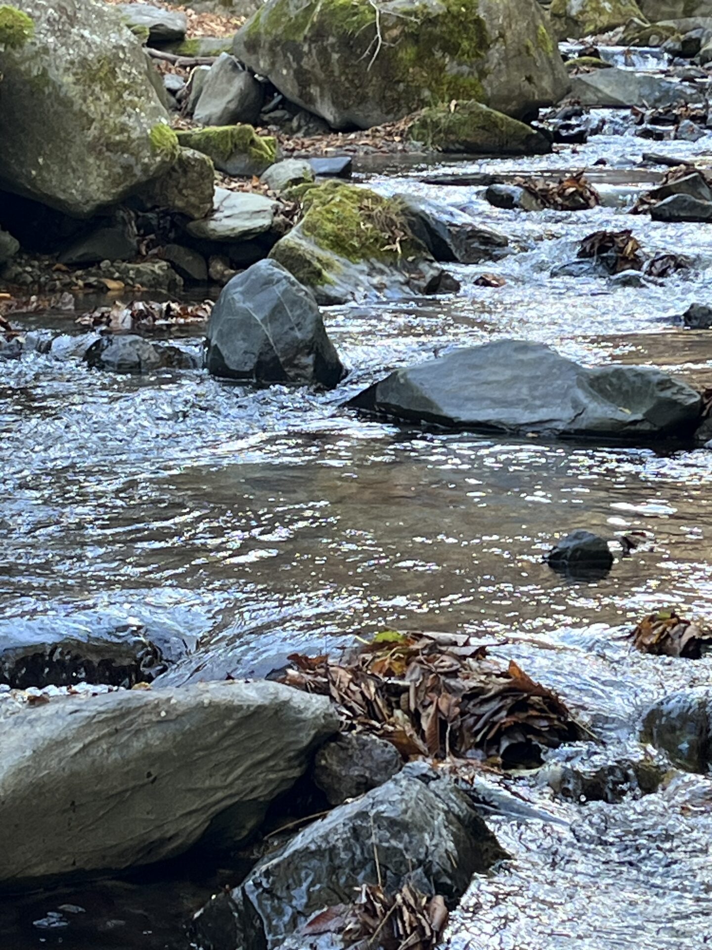 【山女魚の隠れ家。岩魚の隠れ家。】
赤久縄
2025.11.26(8)
山女魚
ポイント