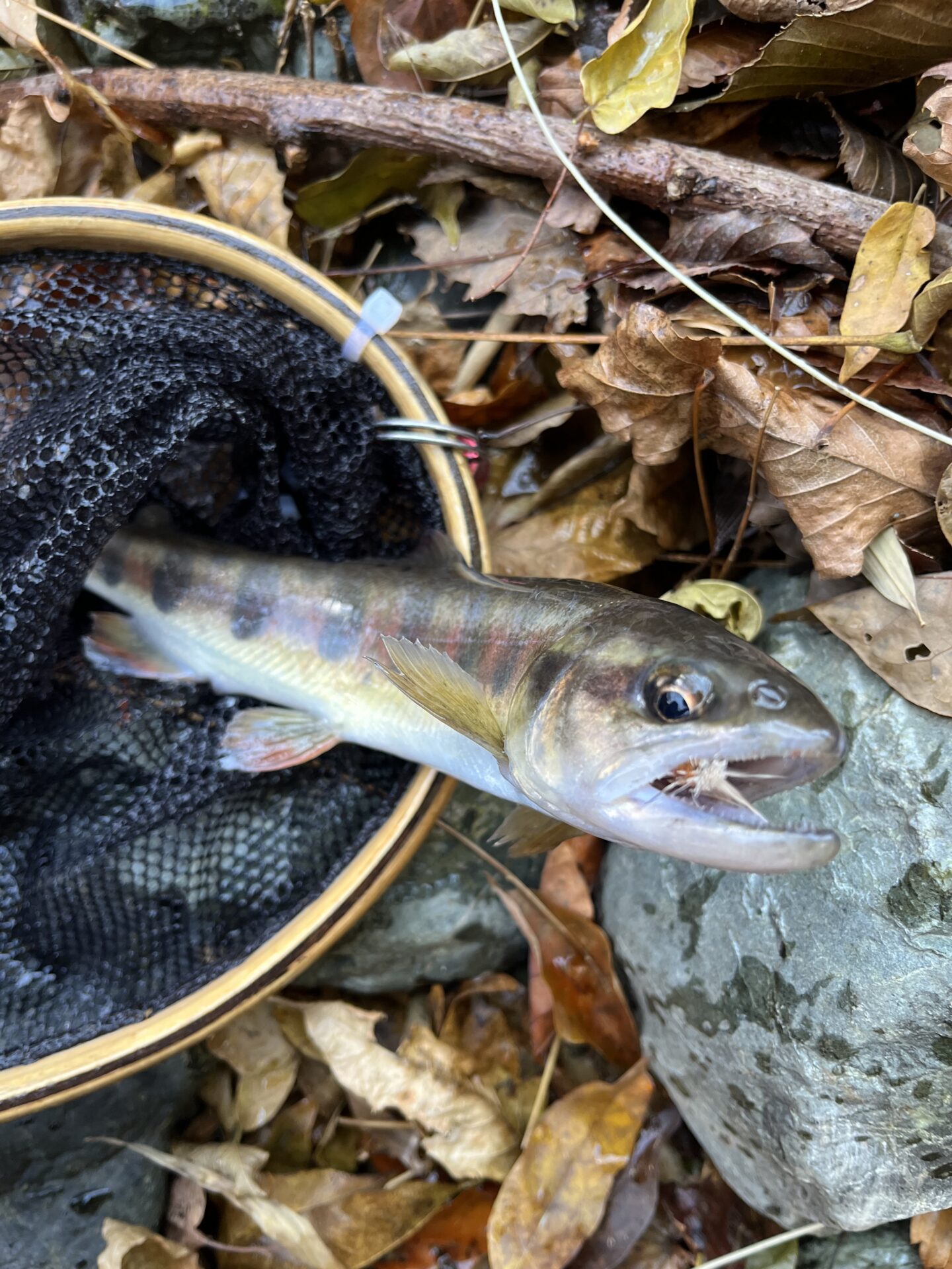 【山女魚の隠れ家。岩魚の隠れ家。】
赤久縄
2025.11.26(9)
山女魚
