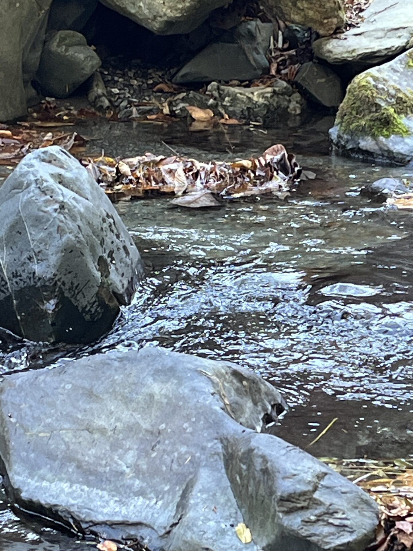 【山女魚の隠れ家。岩魚の隠れ家。】
赤久縄
2025.11.26(9)
山女魚
ポイント