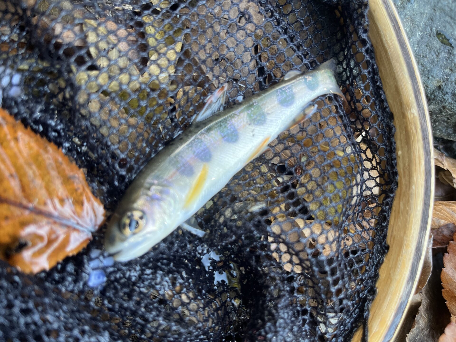 【山女魚の隠れ家。岩魚の隠れ家。】
赤久縄
2025.11.26(10)
山女魚