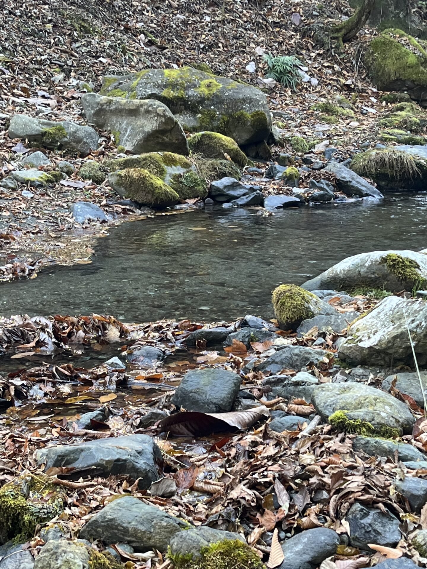 【山女魚の隠れ家。岩魚の隠れ家。】
赤久縄
2025.11.26(10)
山女魚
ポイント