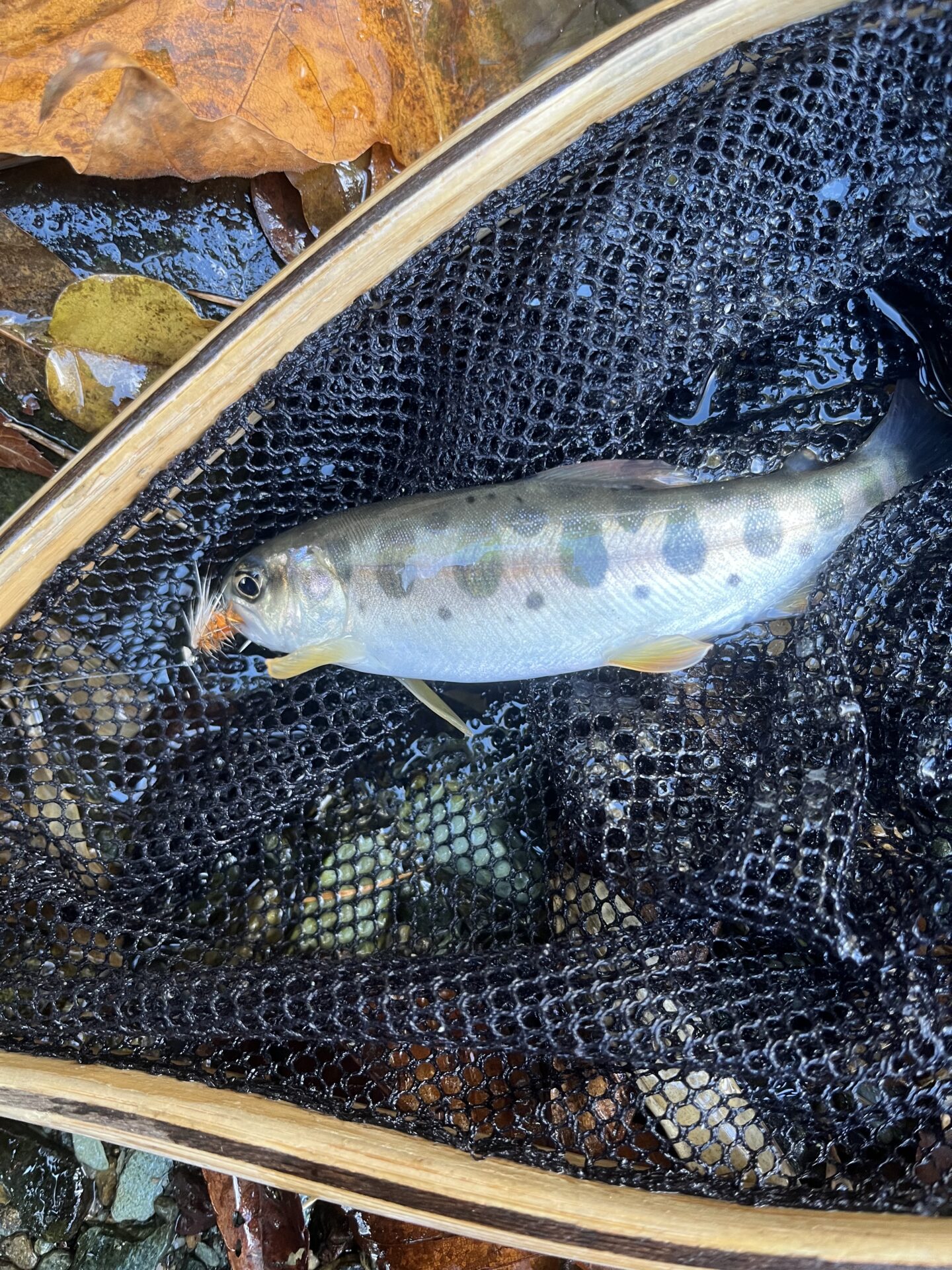 【山女魚の隠れ家。岩魚の隠れ家。】
赤久縄
2025.11.26(11)
山女魚