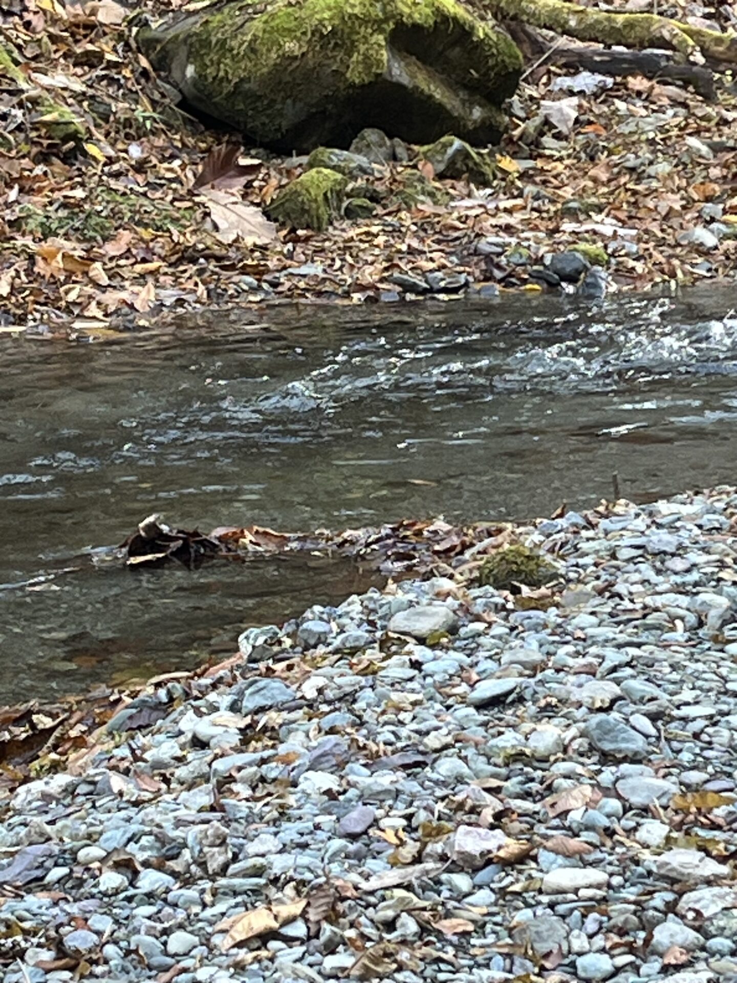 【山女魚の隠れ家。岩魚の隠れ家。】
赤久縄
2025.11.26(11)
山女魚
ポイント