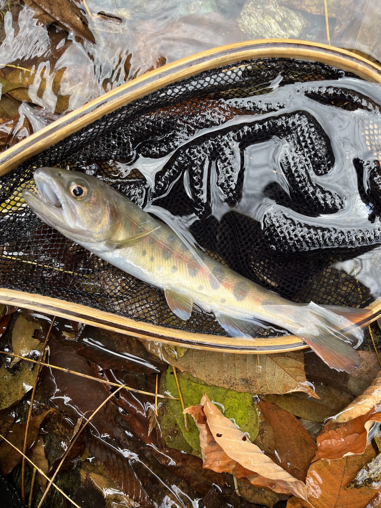 【山女魚の隠れ家。岩魚の隠れ家。】
赤久縄
2025.11.26(12)
山女魚