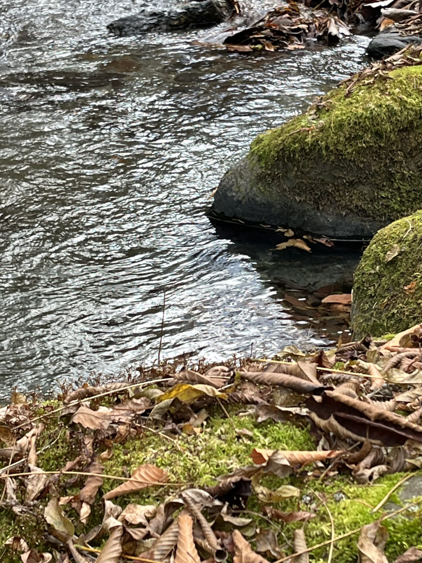 【山女魚の隠れ家。岩魚の隠れ家。】
赤久縄
2025.11.26(12)
山女魚
ポイント