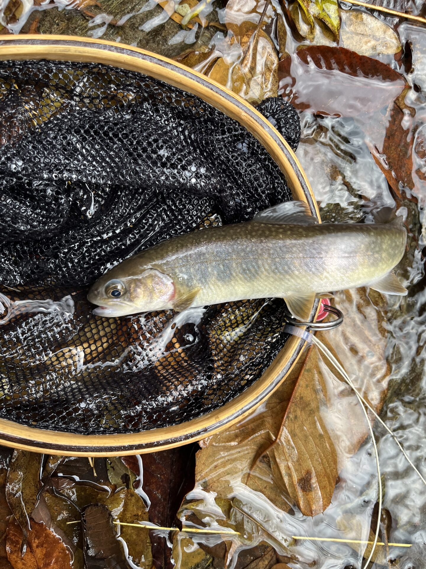 【山女魚の隠れ家。岩魚の隠れ家。】
赤久縄
2025.11.26(13)
岩魚