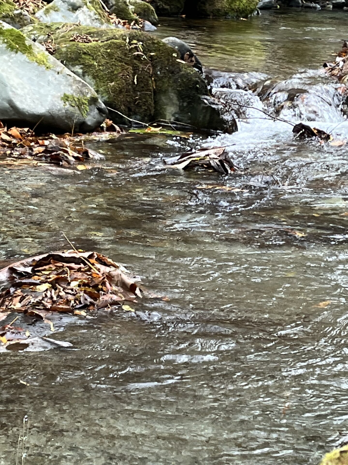 【山女魚の隠れ家。岩魚の隠れ家。】
赤久縄
2025.11.26(13)
岩魚
ポイント