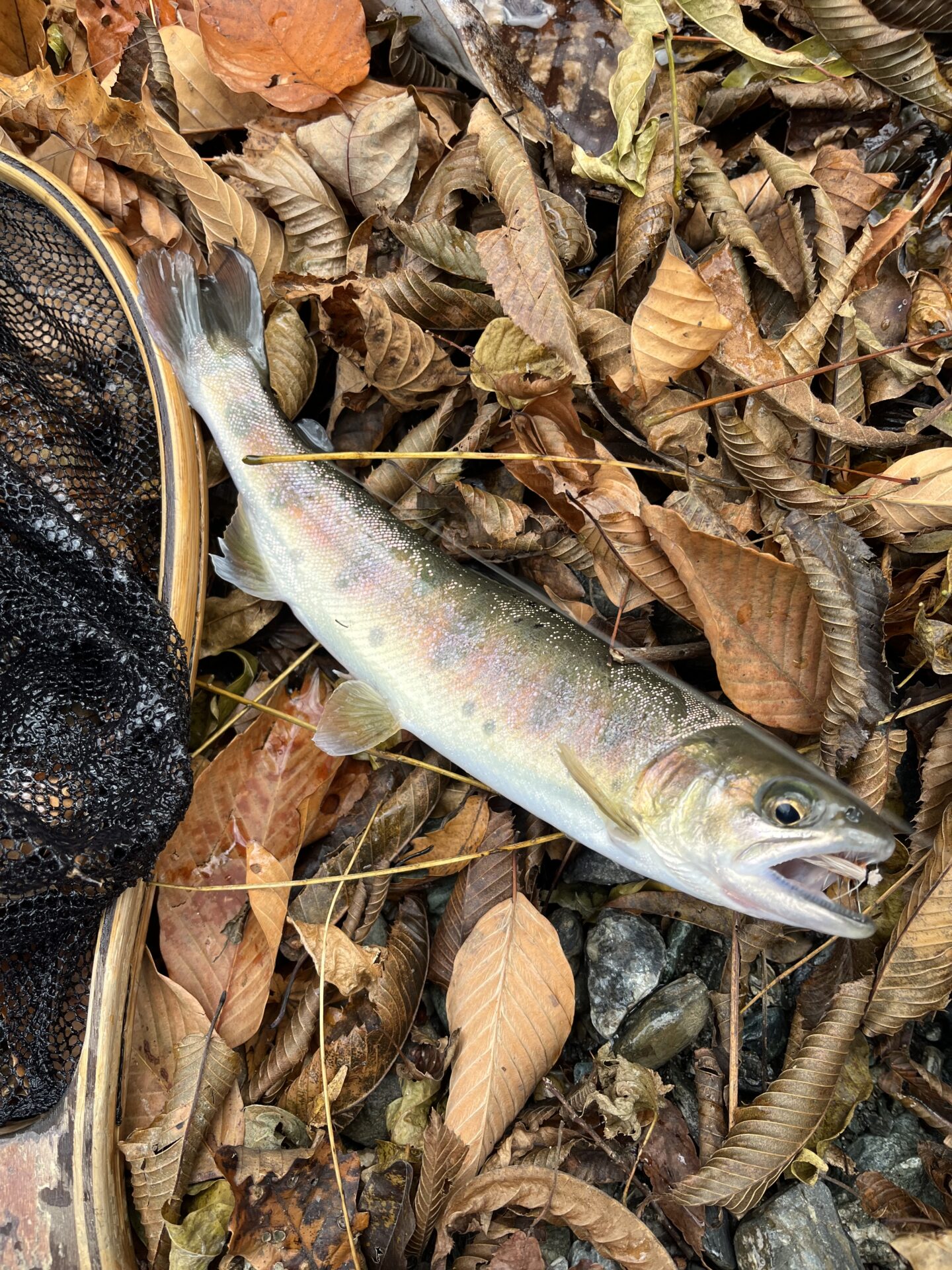 【山女魚の隠れ家。岩魚の隠れ家。】
赤久縄
2025.11.26(14)
山女魚