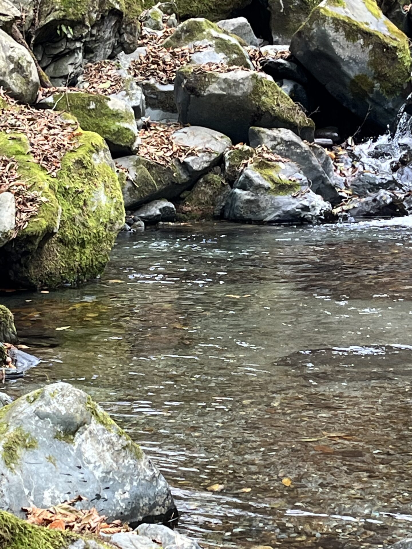 【山女魚の隠れ家。岩魚の隠れ家。】
赤久縄
2025.11.26(14)
山女魚
ポイント