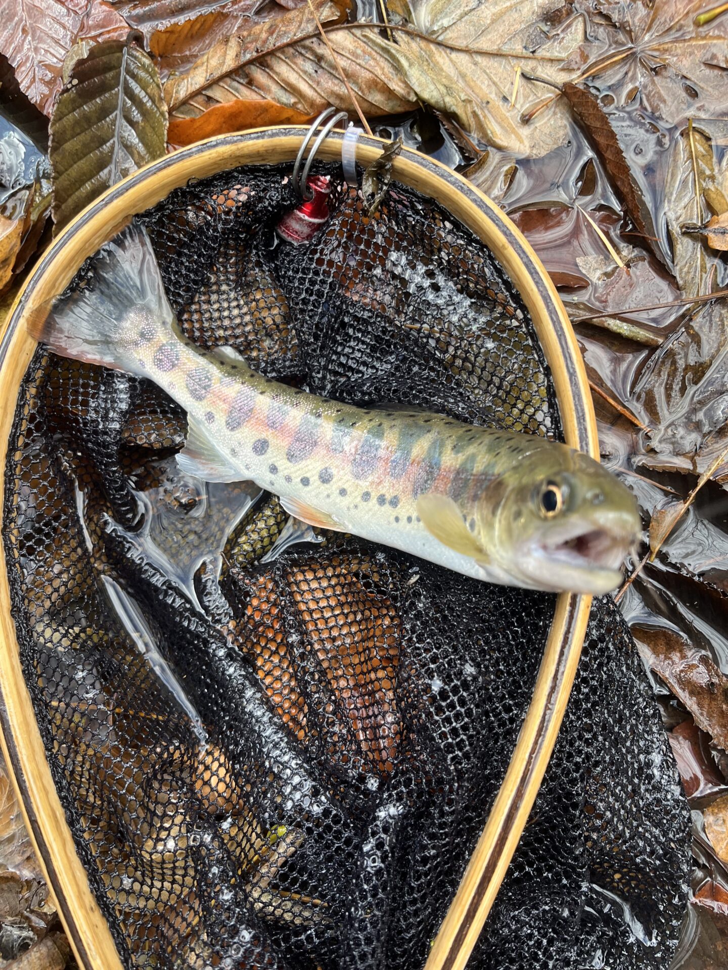 【山女魚の隠れ家。岩魚の隠れ家。】
赤久縄
2025.11.26(15)
山女魚