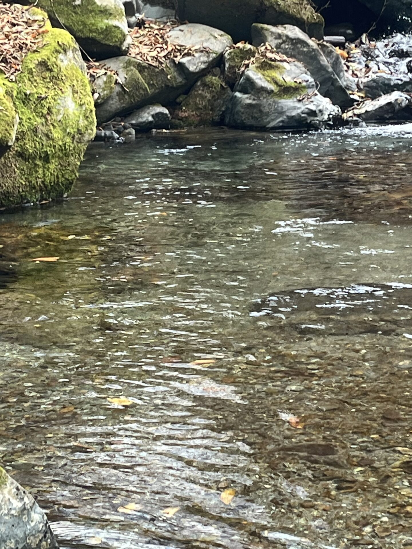 【山女魚の隠れ家。岩魚の隠れ家。】
赤久縄
2025.11.26(15)
山女魚
ポイント