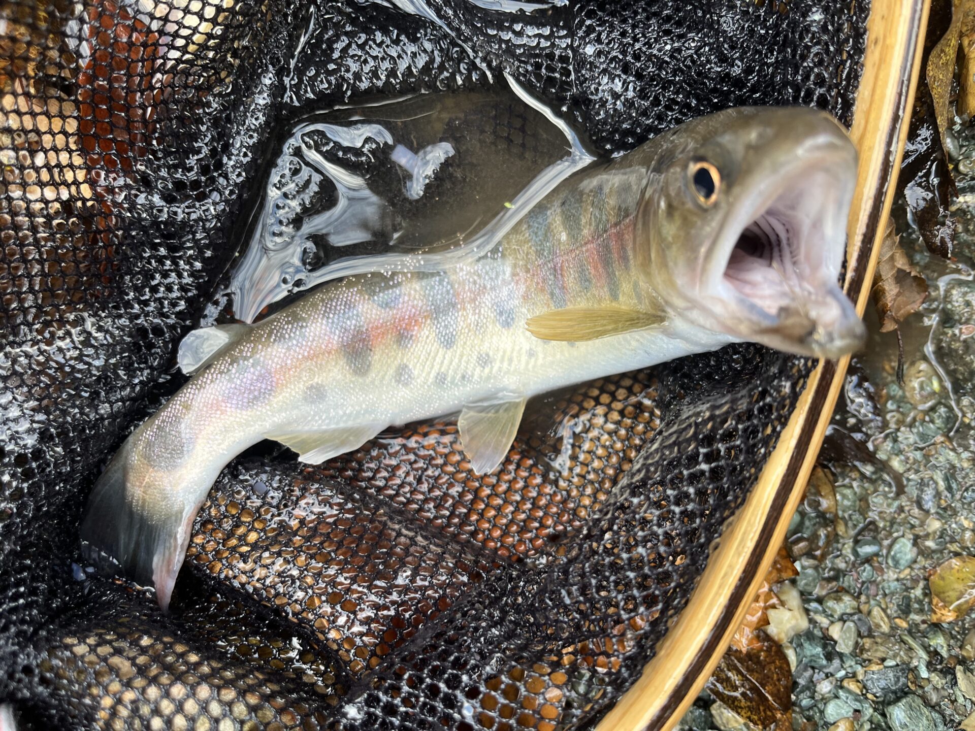 【山女魚の隠れ家。岩魚の隠れ家。】
赤久縄
2025.11.26(16)
山女魚