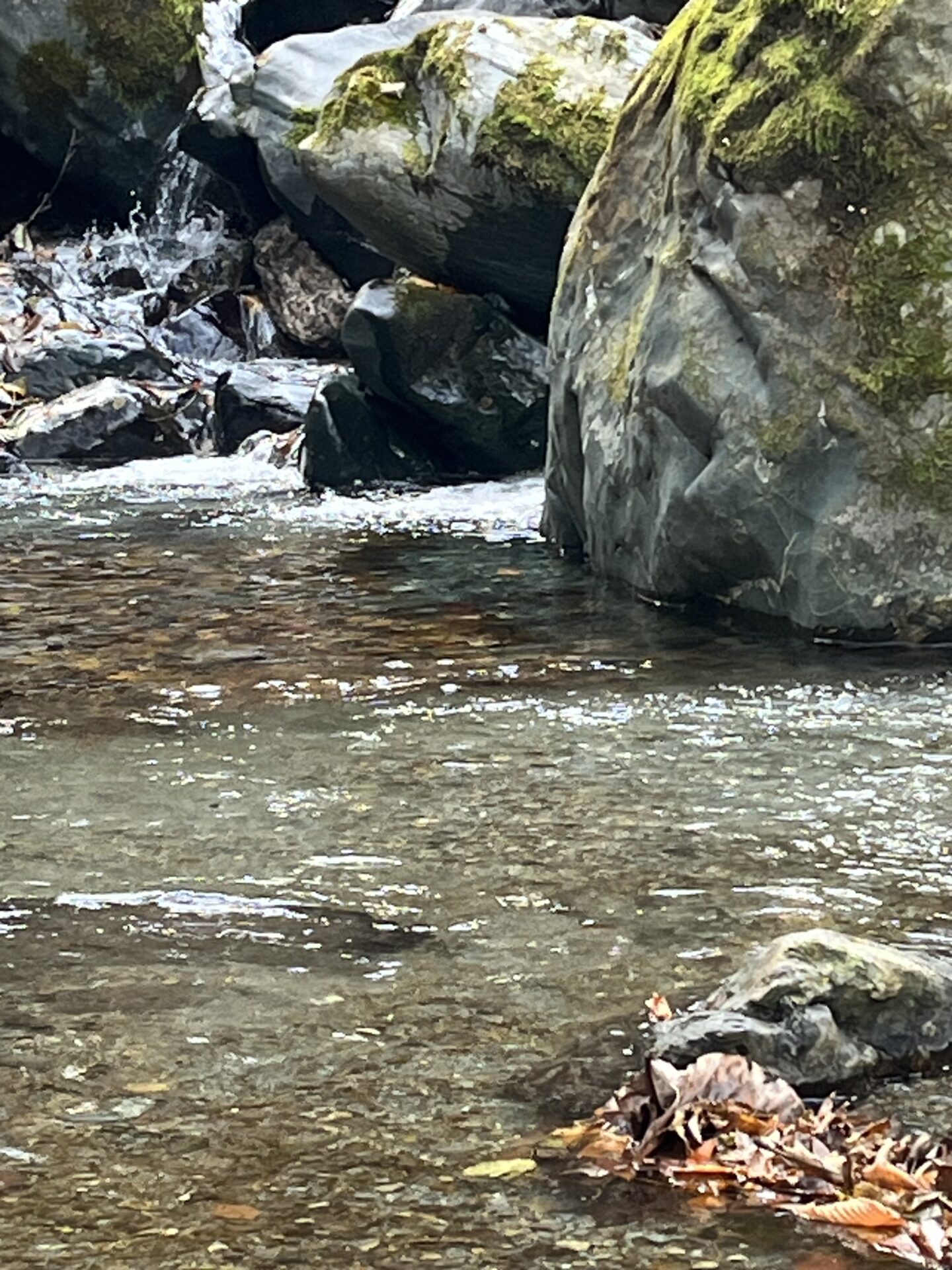 【山女魚の隠れ家。岩魚の隠れ家。】
赤久縄
2025.11.26(16)
山女魚
ポイント