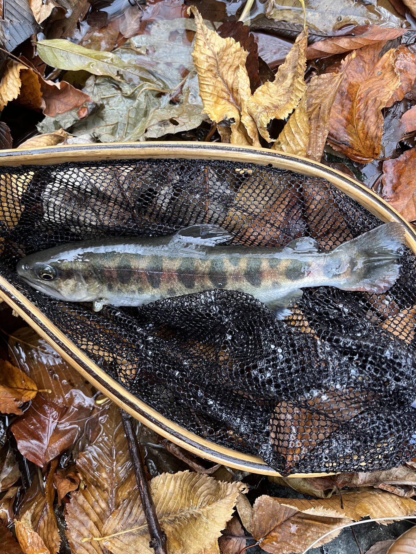 【山女魚の隠れ家。岩魚の隠れ家。】
赤久縄
2025.11.26(17)
山女魚