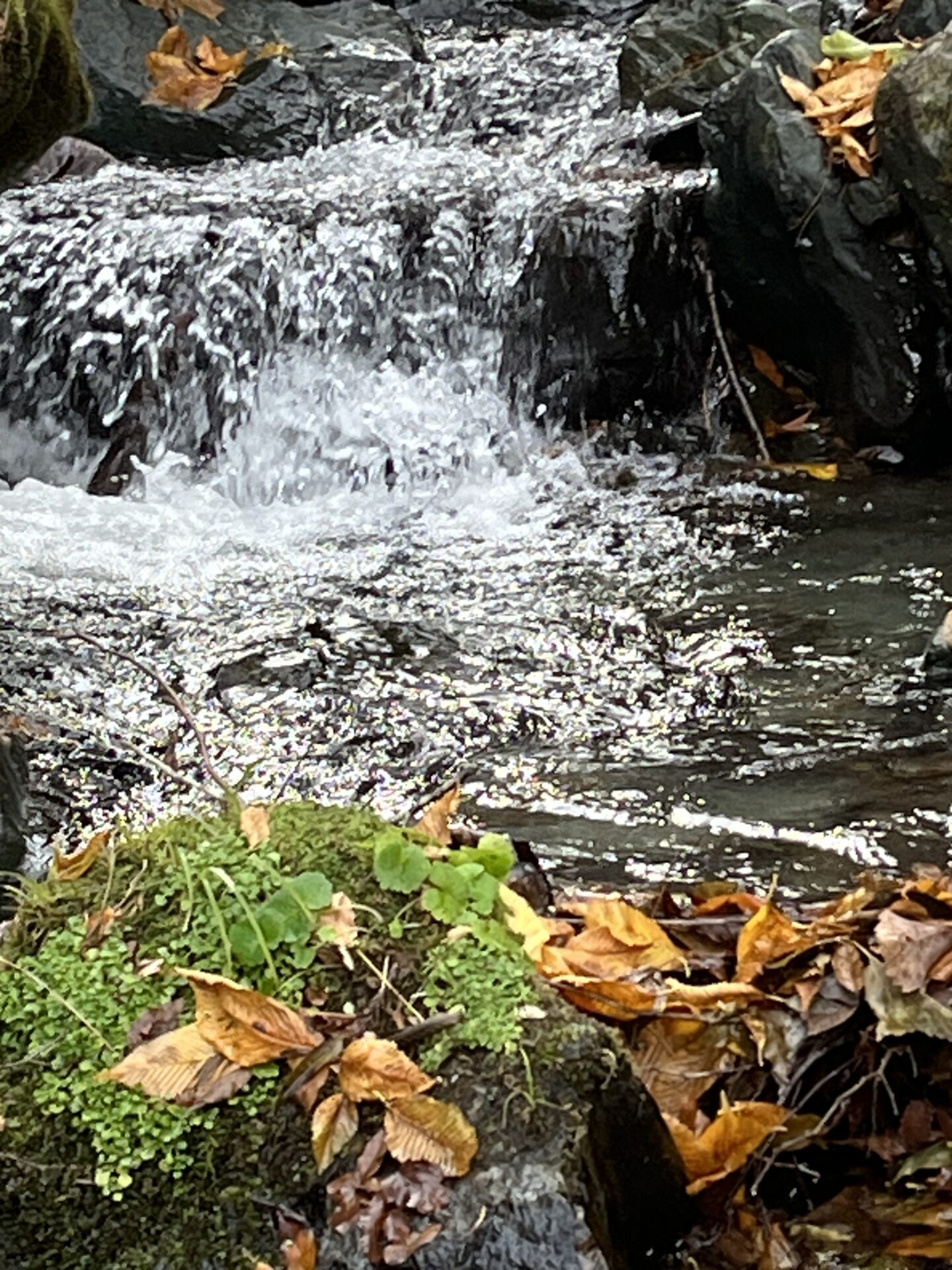 【山女魚の隠れ家。岩魚の隠れ家。】
赤久縄
2025.11.26(17)
山女魚
ポイント