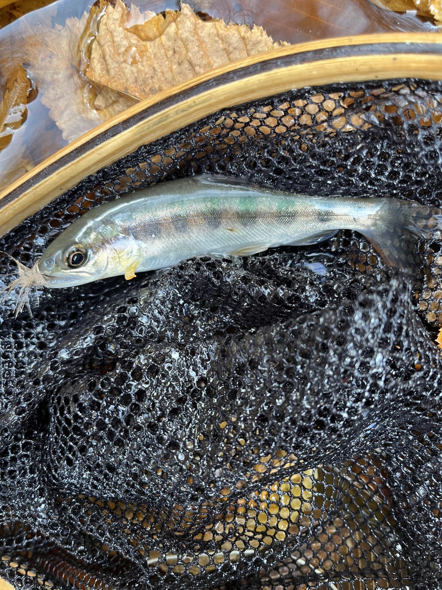 【山女魚の隠れ家。岩魚の隠れ家。】
赤久縄
2025.11.26(18)
山女魚