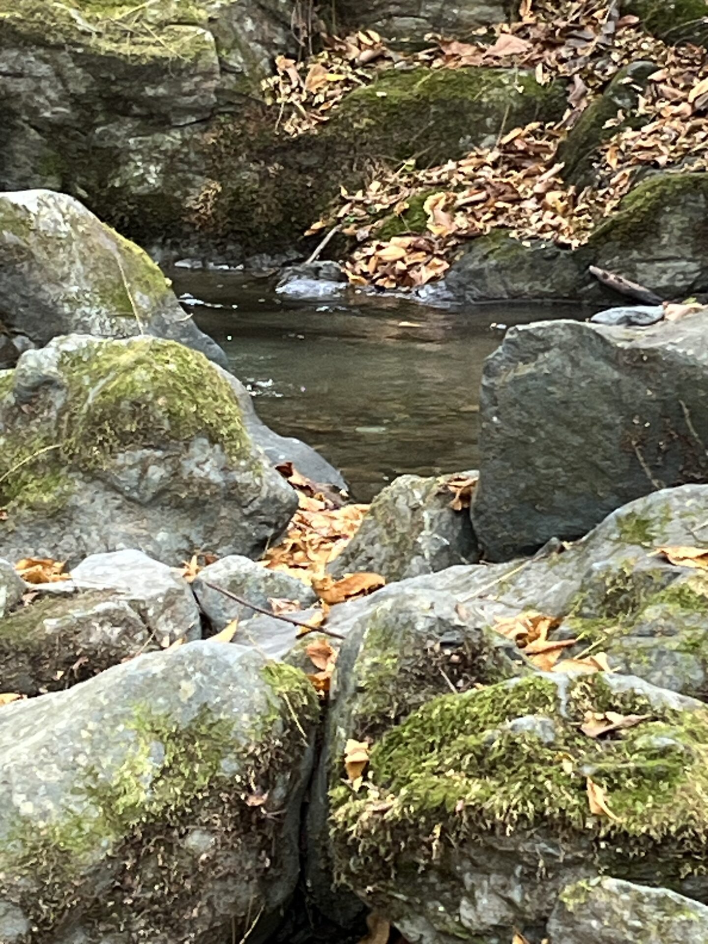 【山女魚の隠れ家。岩魚の隠れ家。】
赤久縄
2025.11.26(18)
山女魚
ポイント
