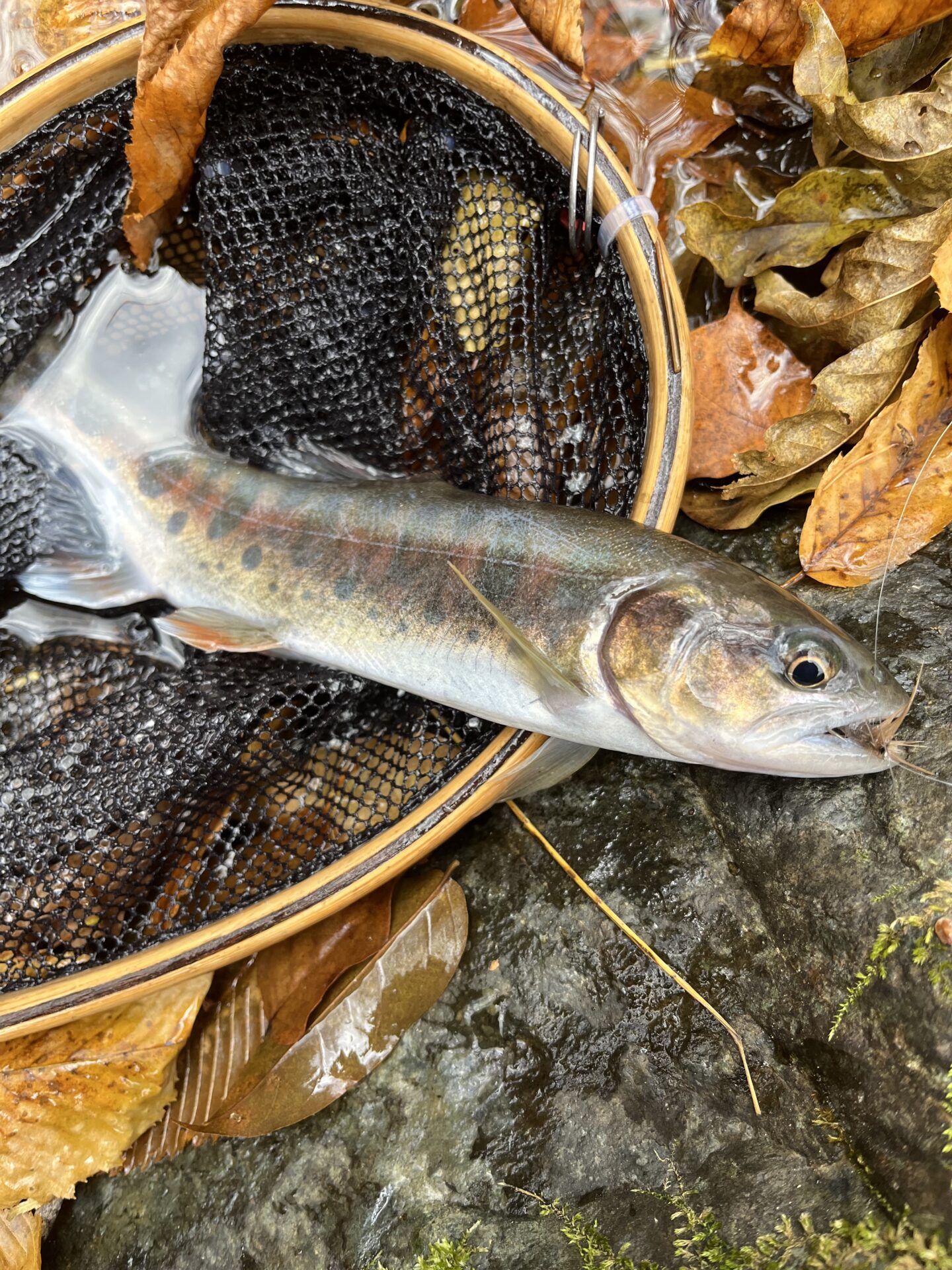 【山女魚の隠れ家。岩魚の隠れ家。】
赤久縄
2025.11.26(19)
山女魚