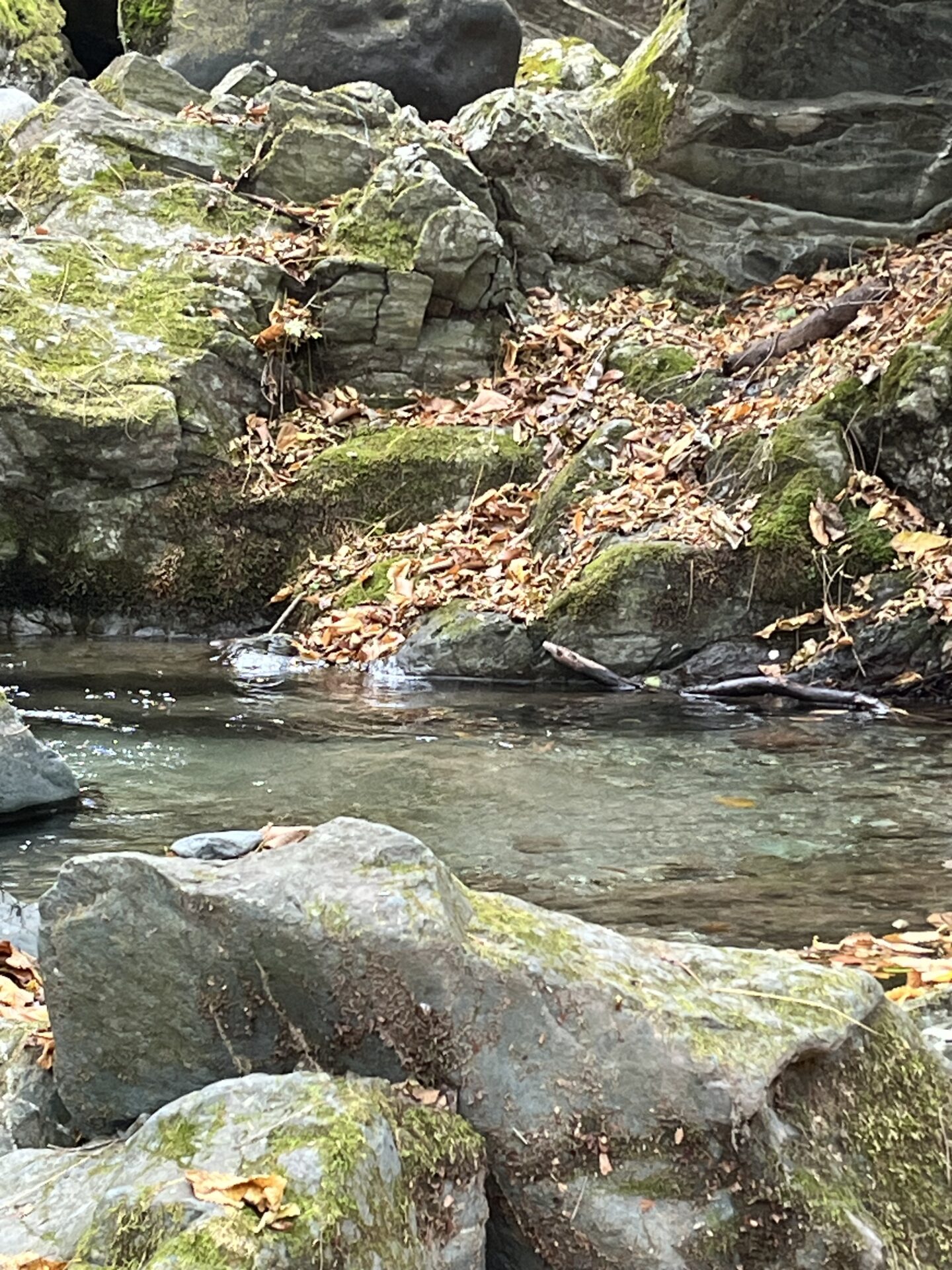 【山女魚の隠れ家。岩魚の隠れ家。】
赤久縄
2025.11.26(19)
山女魚
ポイント