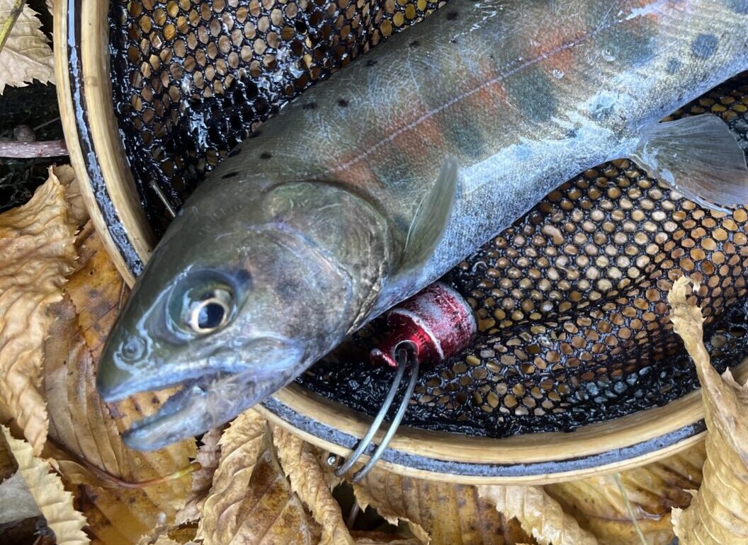 【釣果33匹山女魚29岩魚4】赤久縄2025.11.26