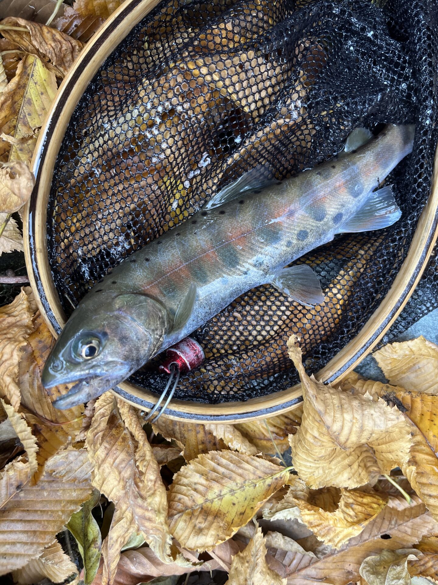 【山女魚の隠れ家。岩魚の隠れ家。】
赤久縄
2025.11.26(20)
山女魚