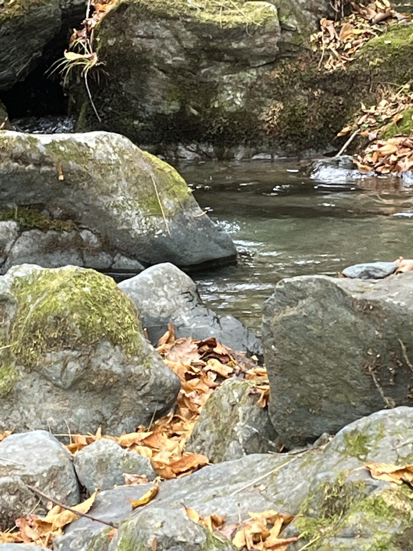 【山女魚の隠れ家。岩魚の隠れ家。】
赤久縄
2025.11.26(20)
山女魚
ポイント