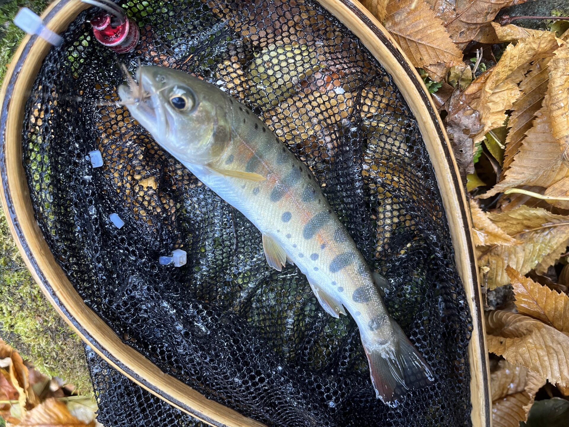 【山女魚の隠れ家。岩魚の隠れ家。】
赤久縄
2025.11.26(21)
山女魚