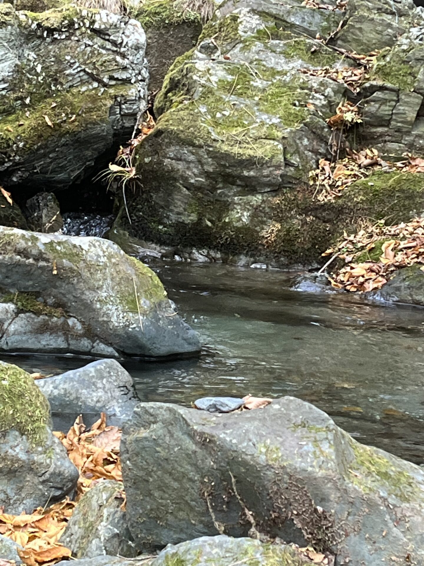 【山女魚の隠れ家。岩魚の隠れ家。】
赤久縄
2025.11.26(21)
山女魚
ポイント