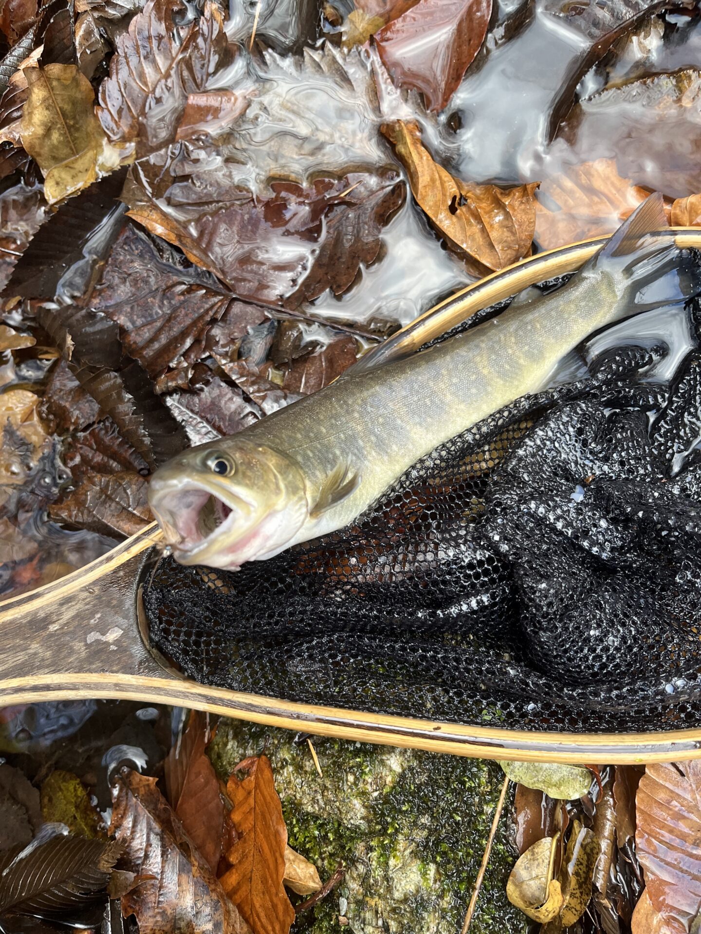 【山女魚の隠れ家。岩魚の隠れ家。】
赤久縄
2025.11.26(22)
岩魚