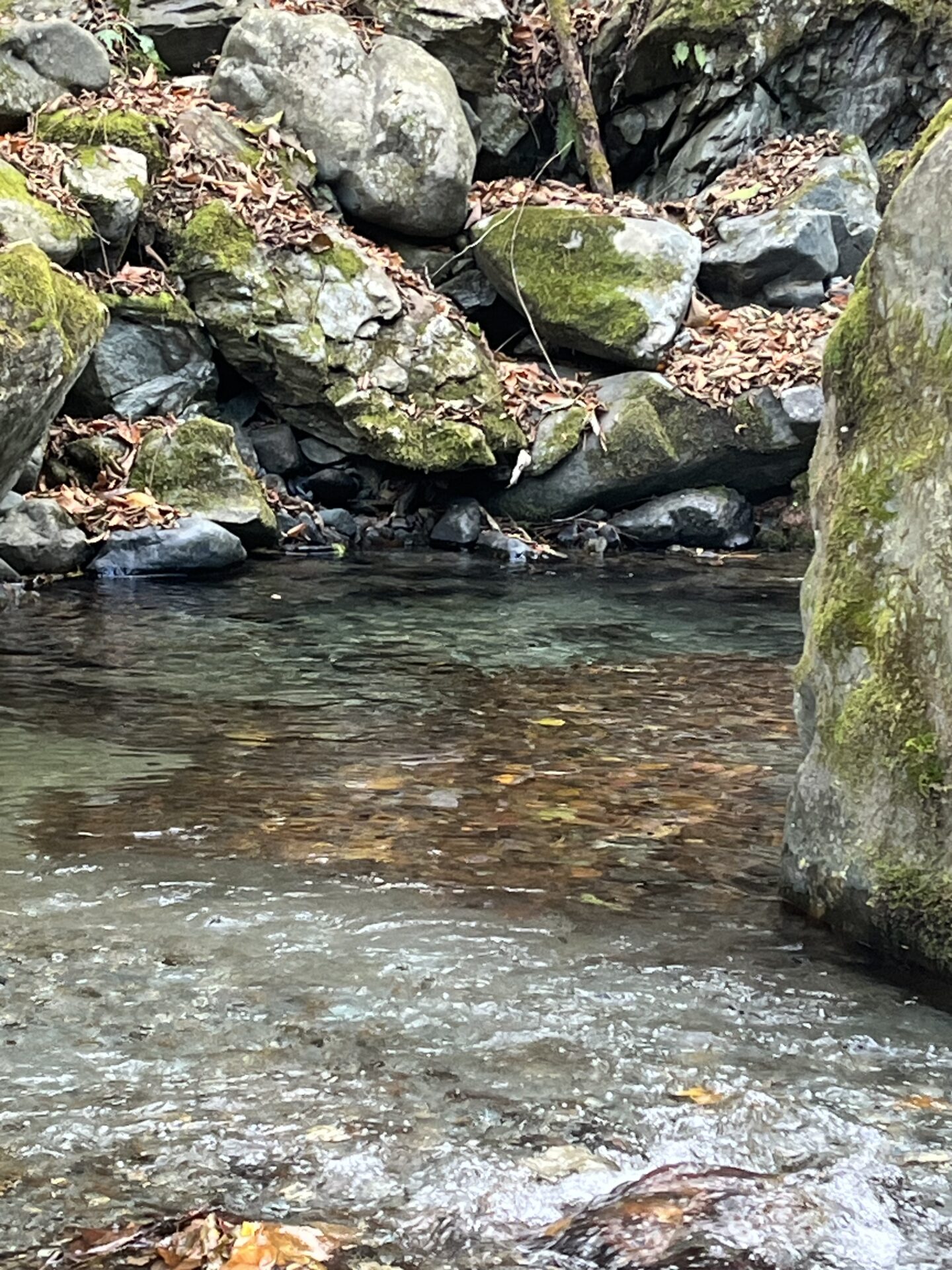 【山女魚の隠れ家。岩魚の隠れ家。】
赤久縄
2025.11.26(22)
岩魚
ポイント