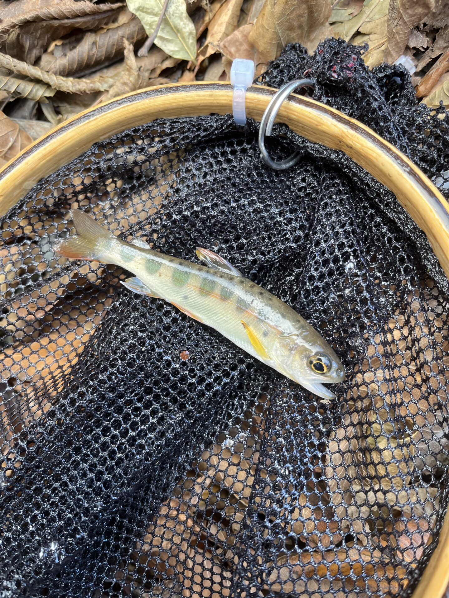 【山女魚の隠れ家。岩魚の隠れ家。】
赤久縄
2025.11.26(23)
山女魚