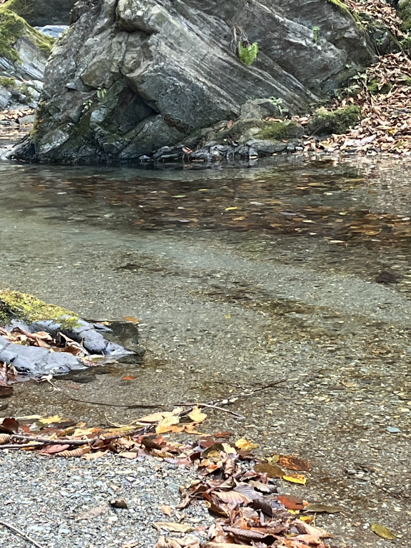 【山女魚の隠れ家。岩魚の隠れ家。】
赤久縄
2025.11.26(23)
山女魚
ポイント