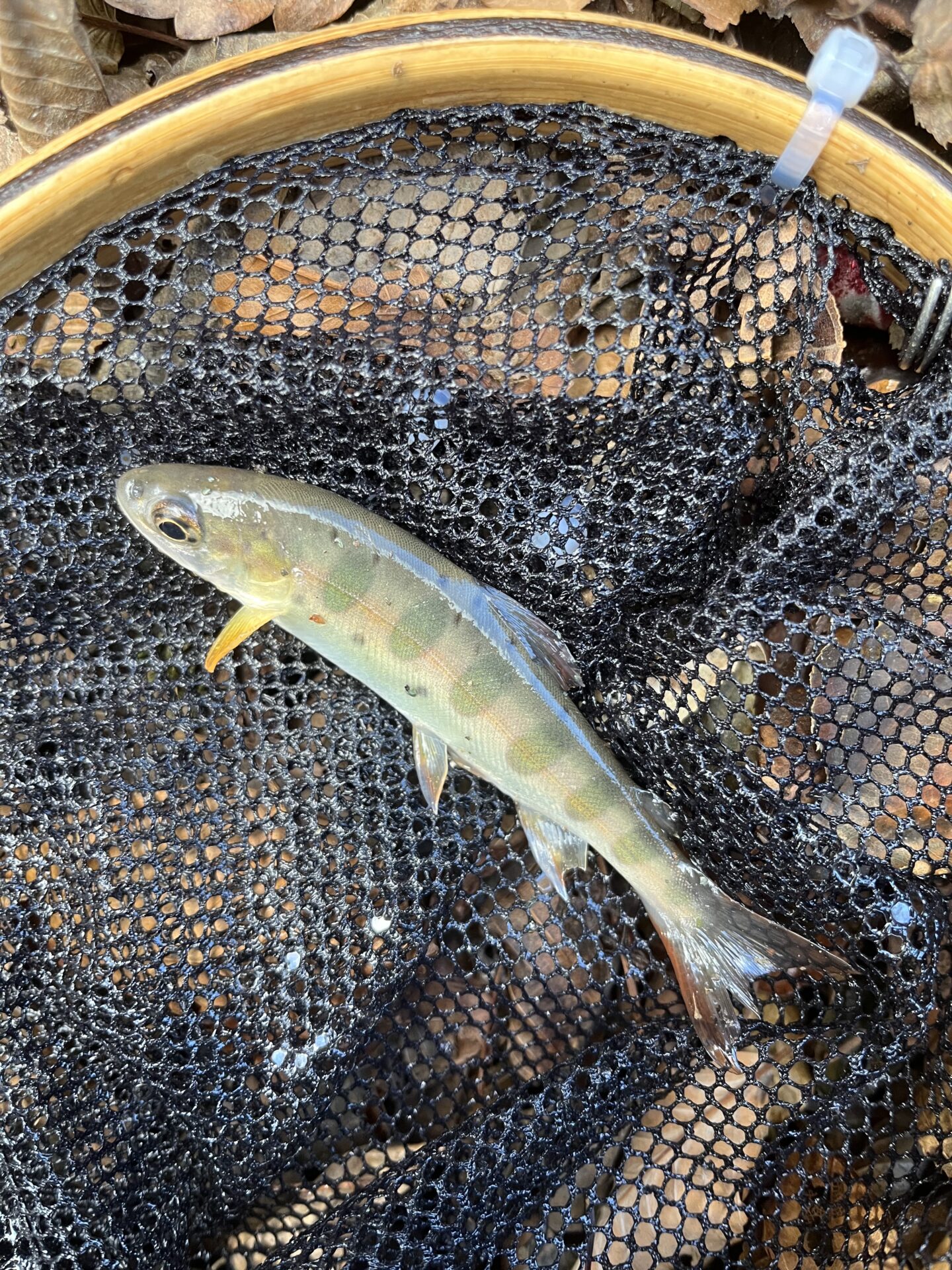 【山女魚の隠れ家。岩魚の隠れ家。】
赤久縄
2025.11.26(24)
山女魚