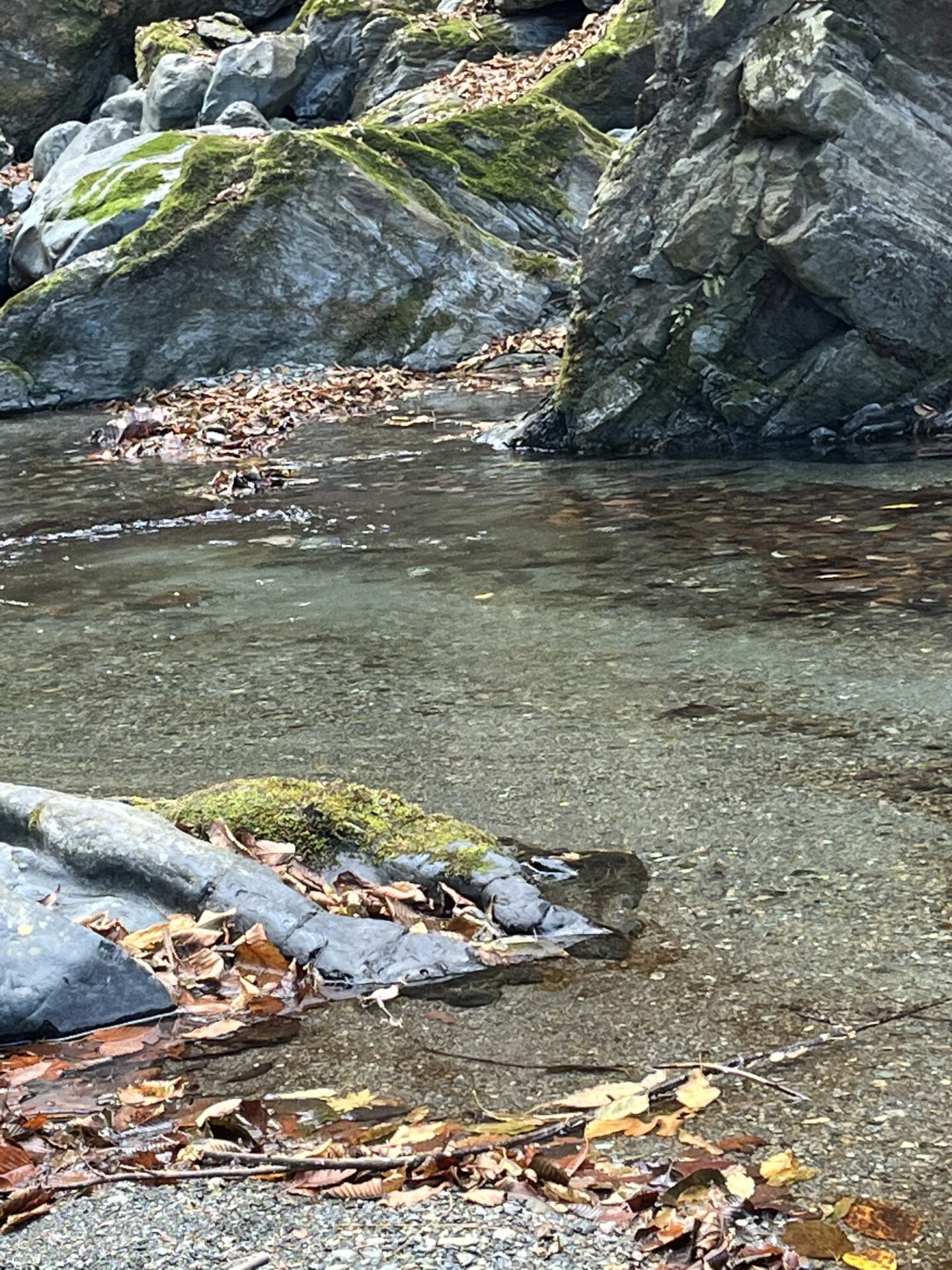 【山女魚の隠れ家。岩魚の隠れ家。】
赤久縄
2025.11.26(24)
山女魚
ポイント