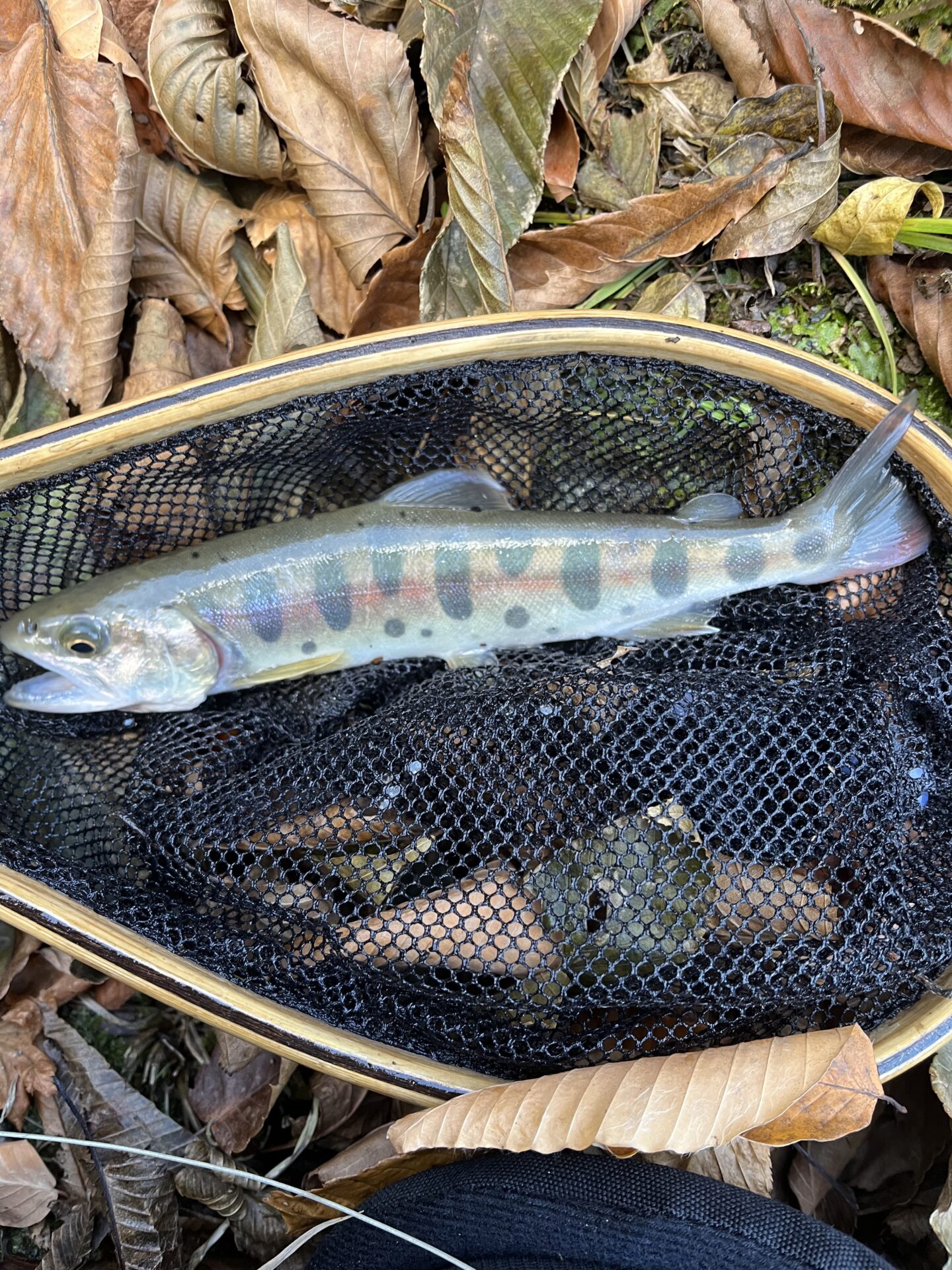 【山女魚の隠れ家。岩魚の隠れ家。】
赤久縄
2025.11.26(25)
山女魚