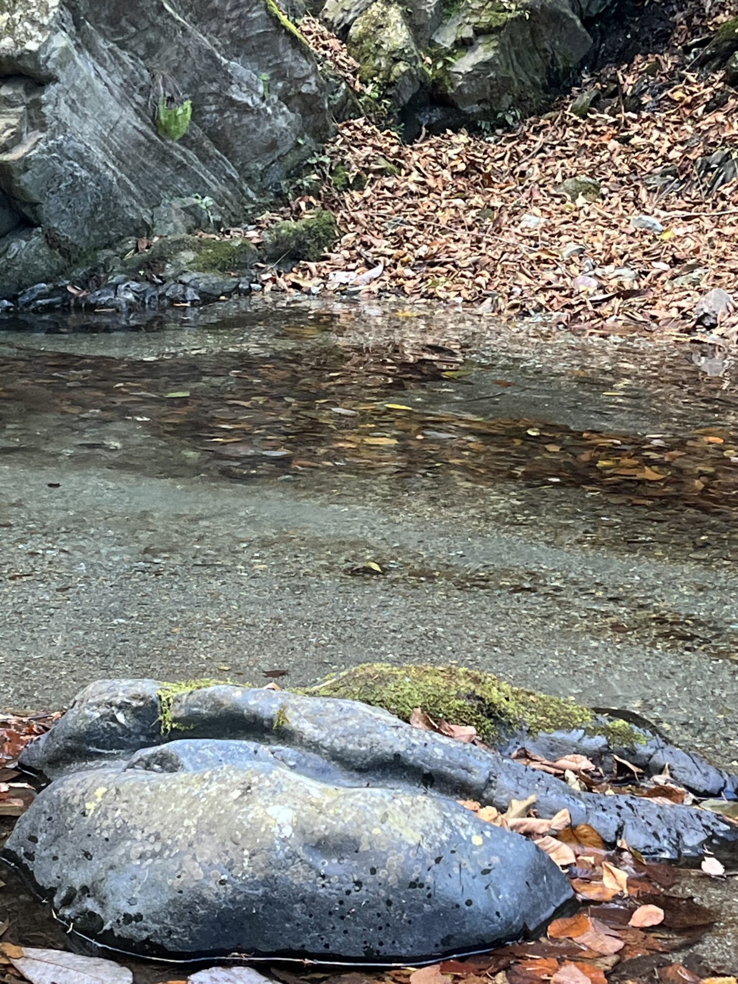【山女魚の隠れ家。岩魚の隠れ家。】
赤久縄
2025.11.26(25)
山女魚
ポイント