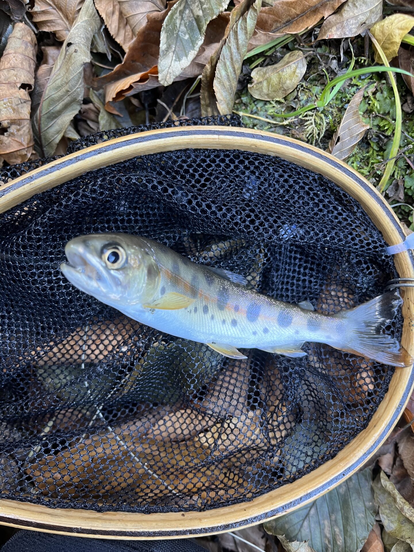 【山女魚の隠れ家。岩魚の隠れ家。】
赤久縄
2025.11.26(26)
山女魚