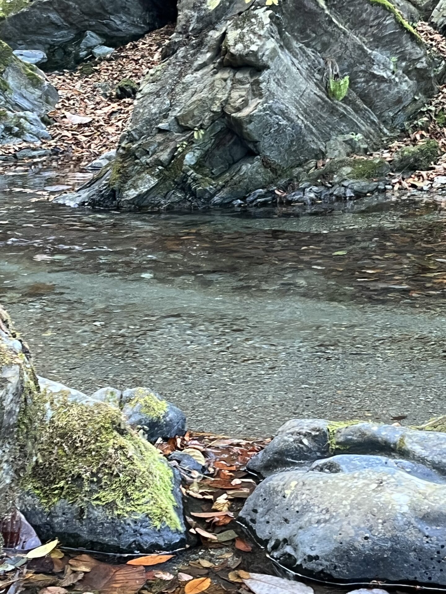 【山女魚の隠れ家。岩魚の隠れ家。】
赤久縄
2025.11.26(26)
山女魚
ポイント