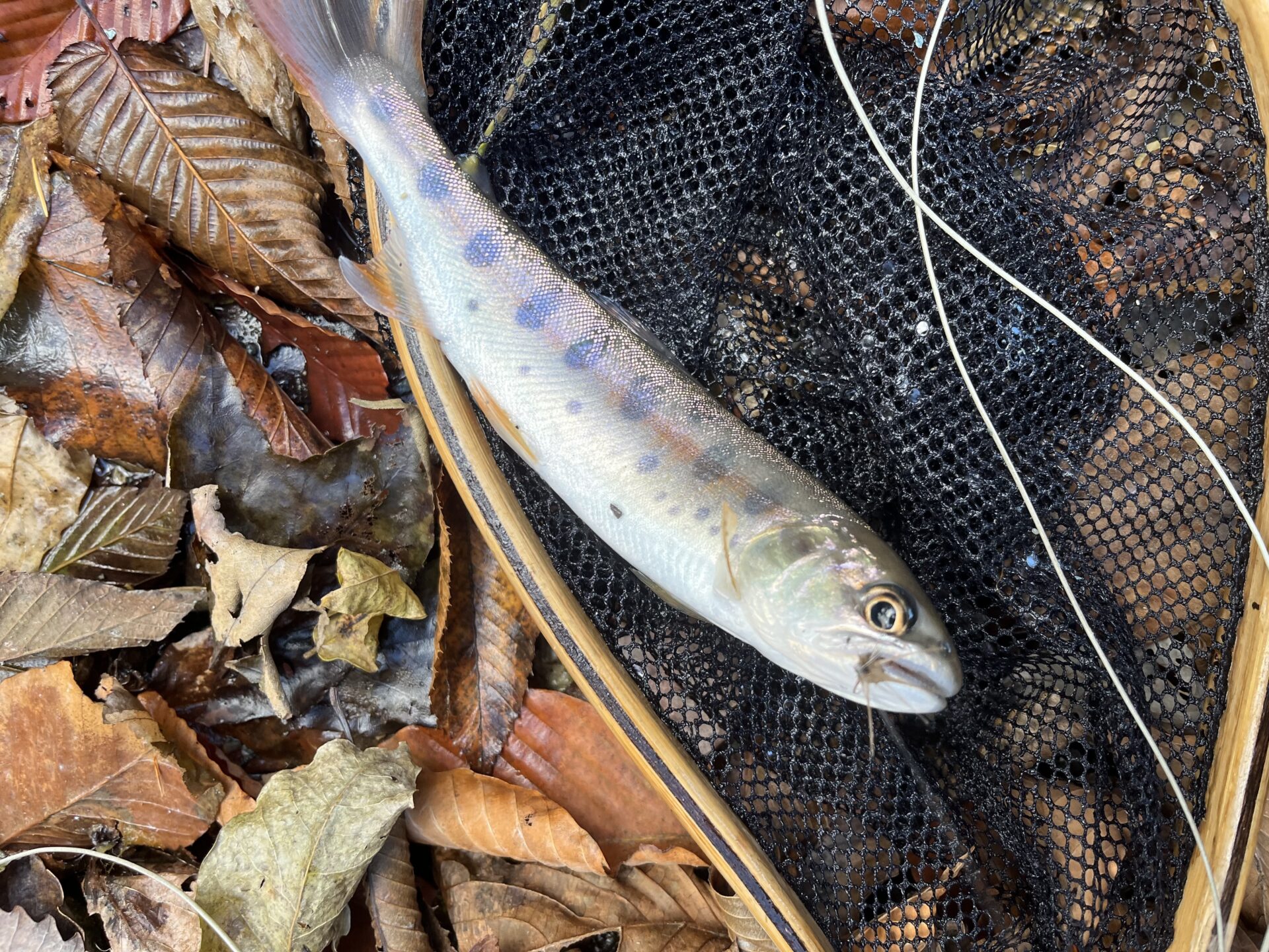 【山女魚の隠れ家。岩魚の隠れ家。】
赤久縄
2025.11.26(27)
山女魚