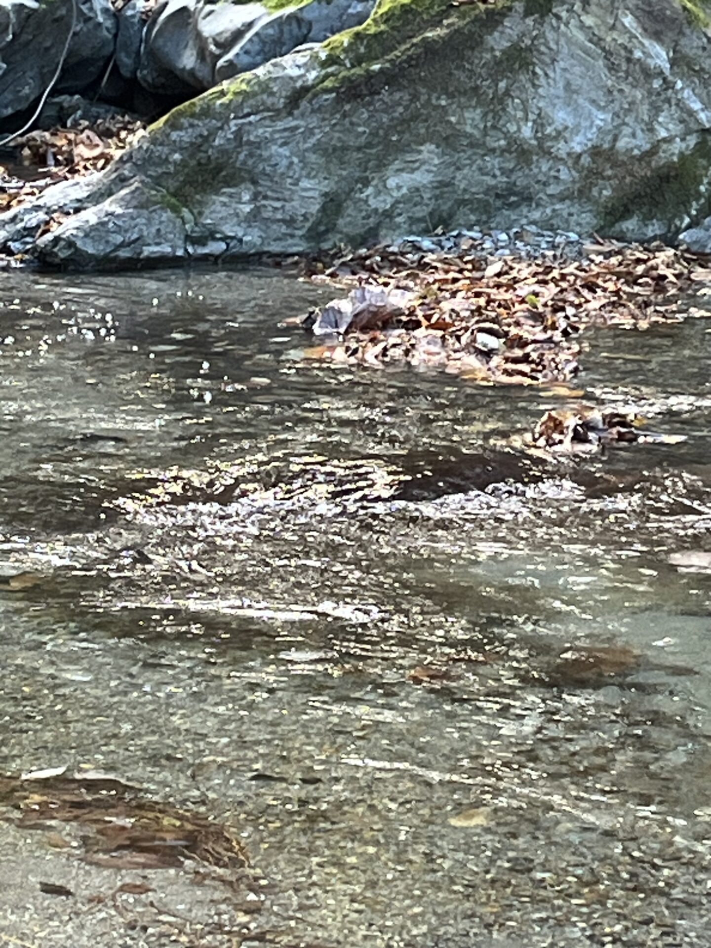 【山女魚の隠れ家。岩魚の隠れ家。】
赤久縄
2025.11.26(27)
山女魚
ポイント