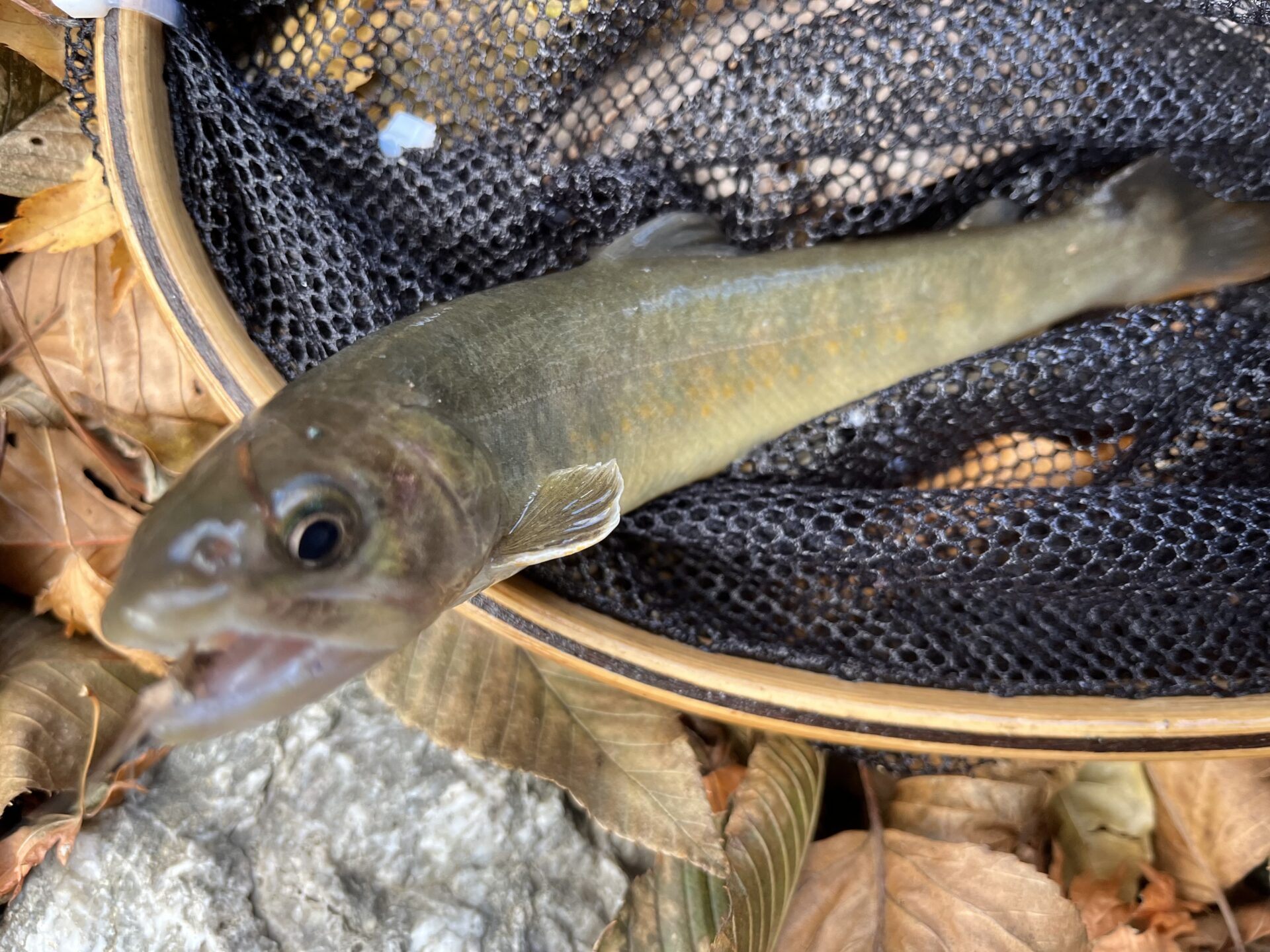 【山女魚の隠れ家。岩魚の隠れ家。】
赤久縄
2025.11.26(28)
岩魚