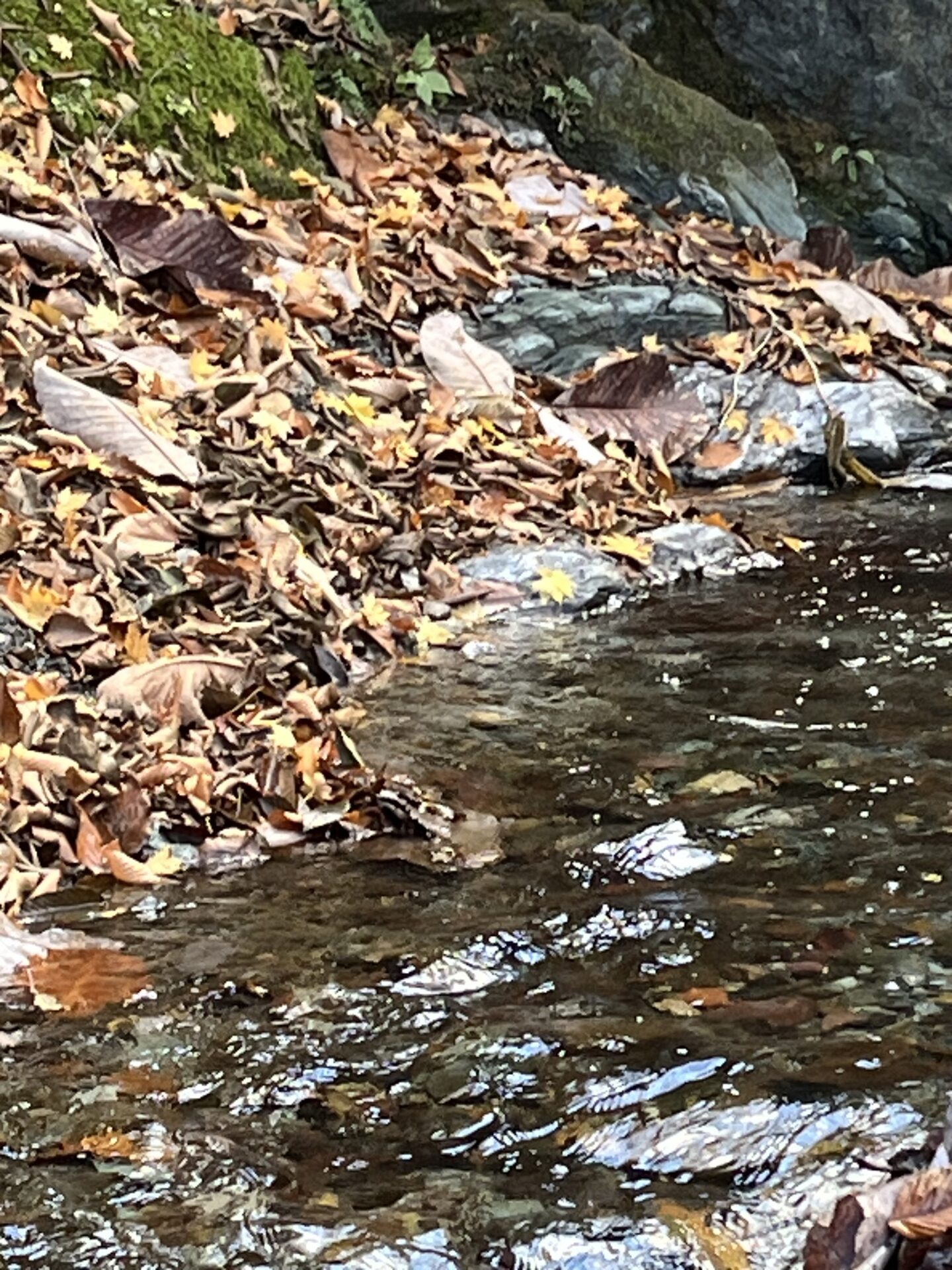 【山女魚の隠れ家。岩魚の隠れ家。】
赤久縄
2025.11.26(28)
岩魚
ポイント