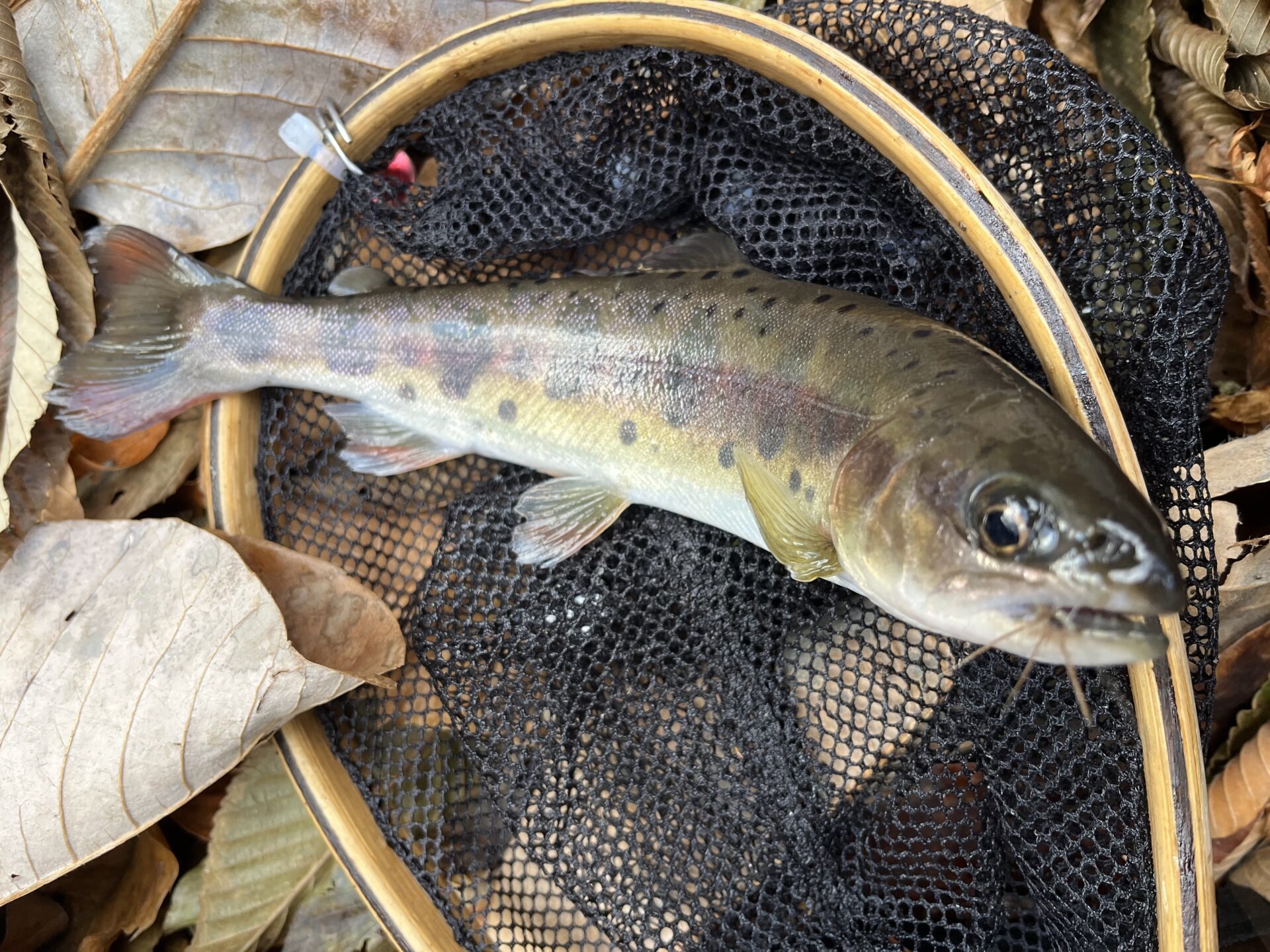 【山女魚の隠れ家。岩魚の隠れ家。】
赤久縄
2025.11.26(29)
山女魚