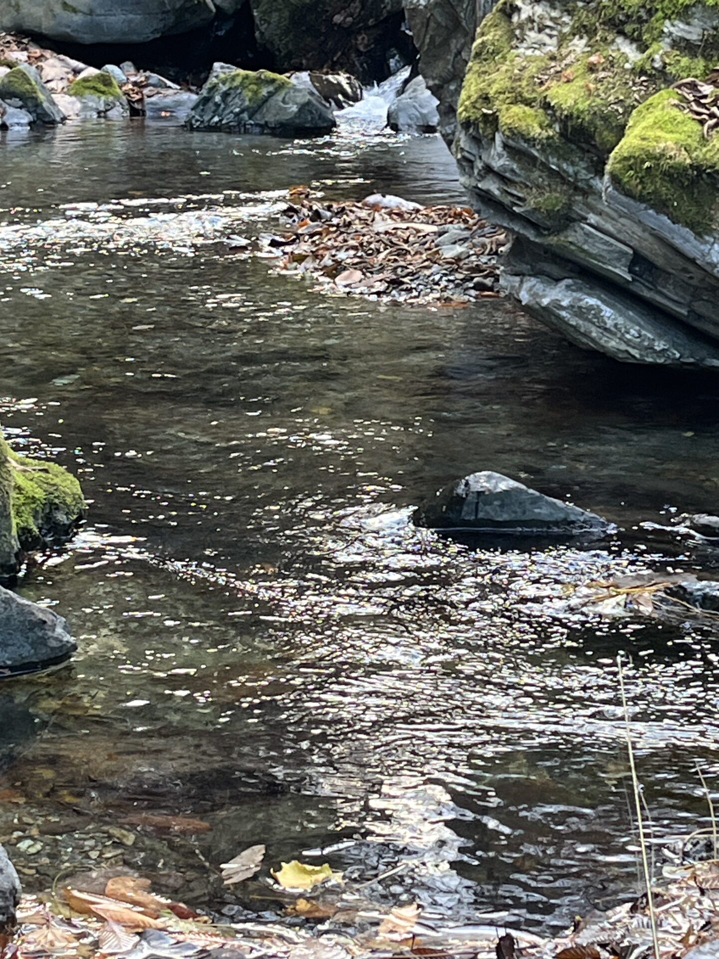 【山女魚の隠れ家。岩魚の隠れ家。】
赤久縄
2025.11.26(29)
山女魚
ポイント