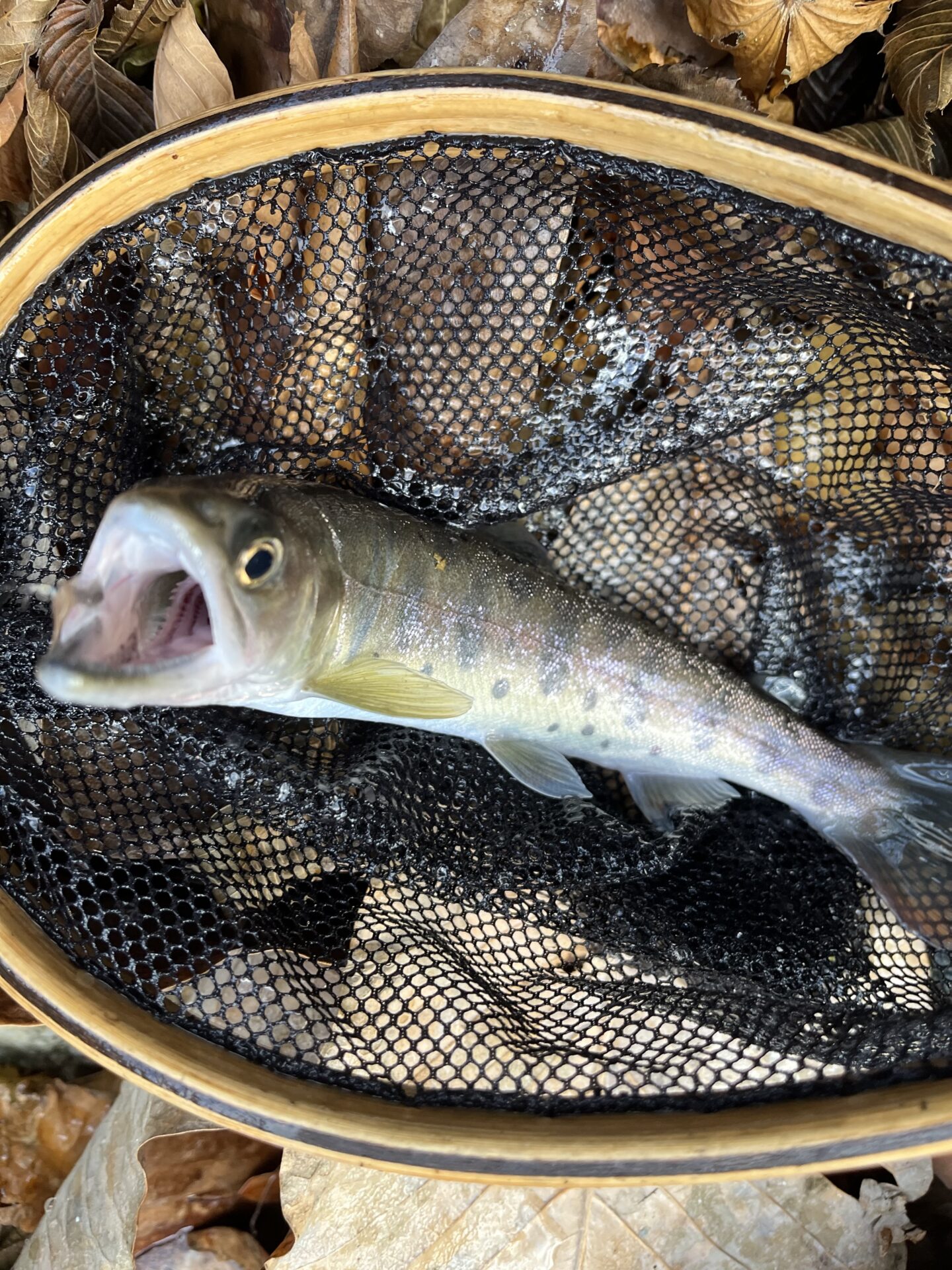 【山女魚の隠れ家。岩魚の隠れ家。】
赤久縄
2025.11.26(30)
山女魚