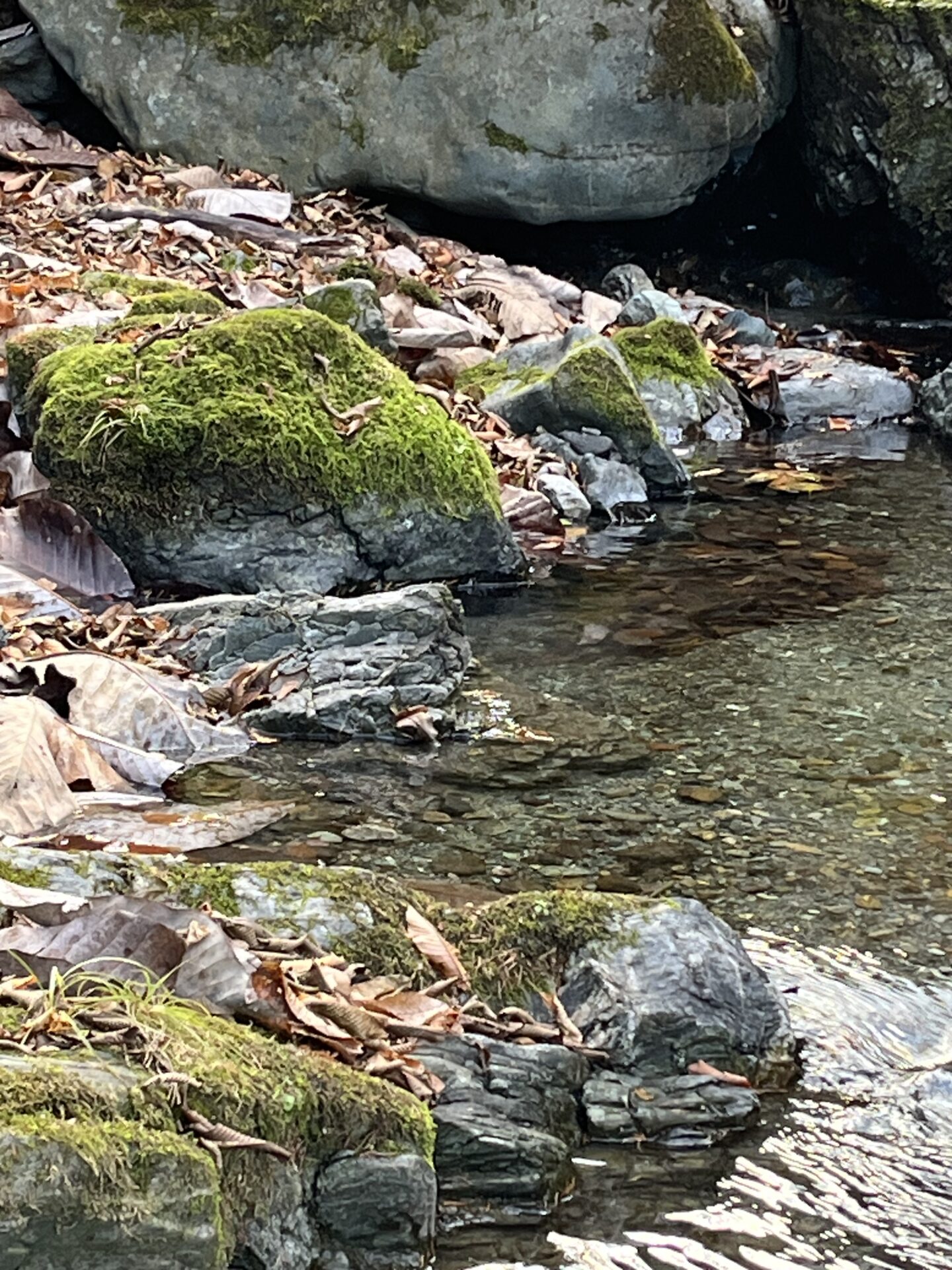 【山女魚の隠れ家。岩魚の隠れ家。】
赤久縄
2025.11.26(30)
山女魚
ポイント