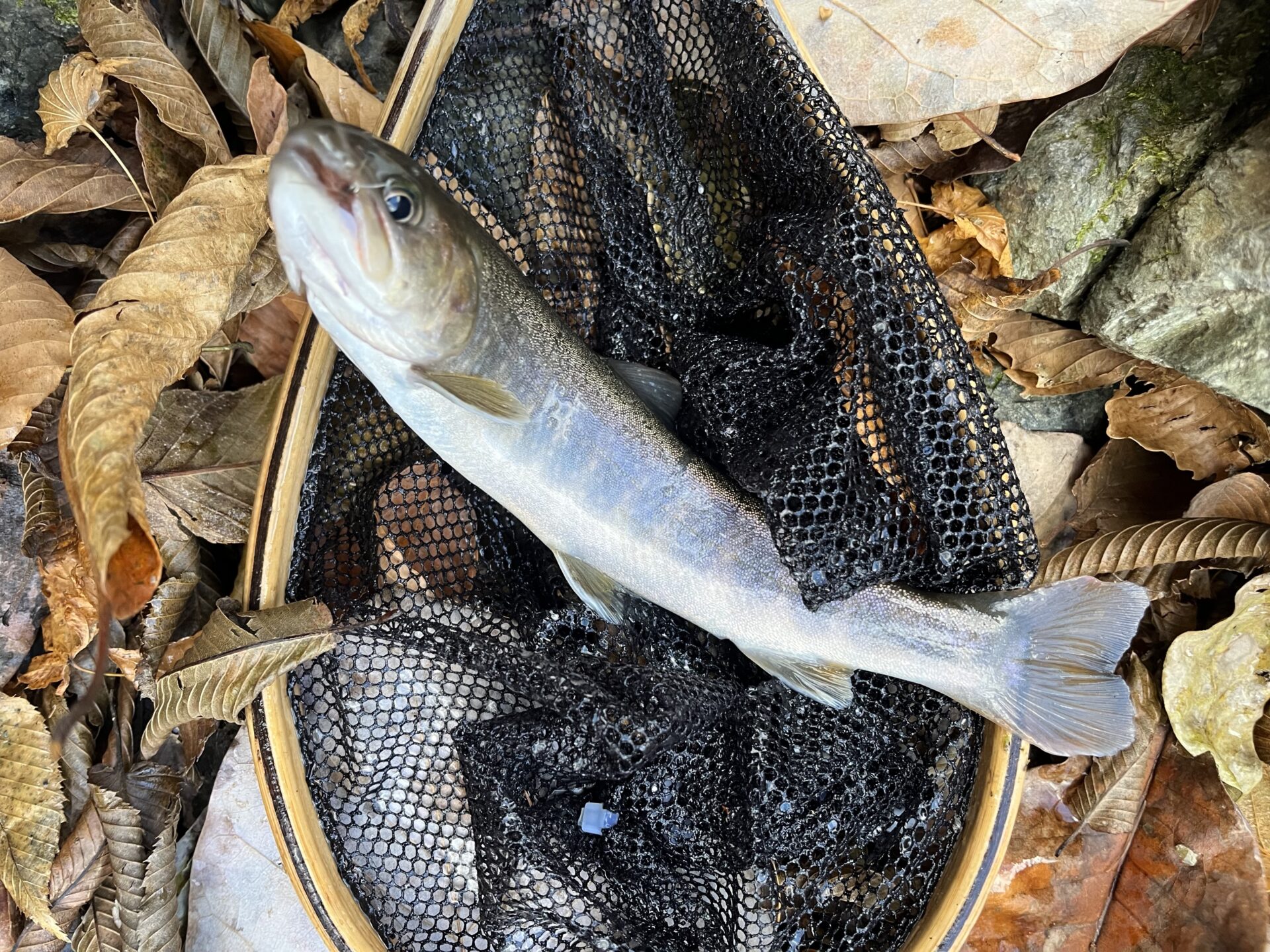 【山女魚の隠れ家。岩魚の隠れ家。】
赤久縄
2025.11.26(31)
岩魚