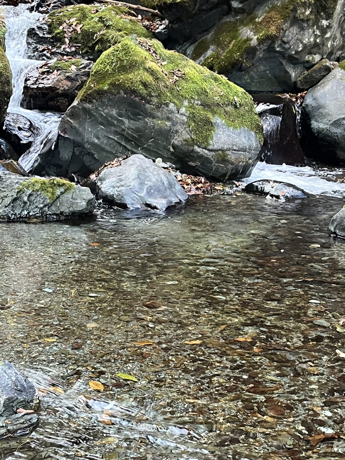 【山女魚の隠れ家。岩魚の隠れ家。】
赤久縄
2025.11.26(31)
岩魚
ポイント